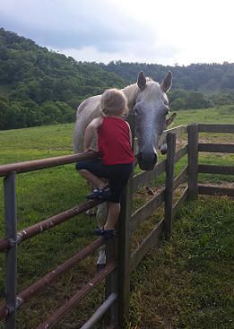 Child petting horse over fence