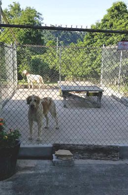 Dogs in outdoor kennel