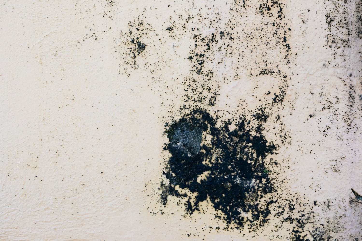 mold removal
