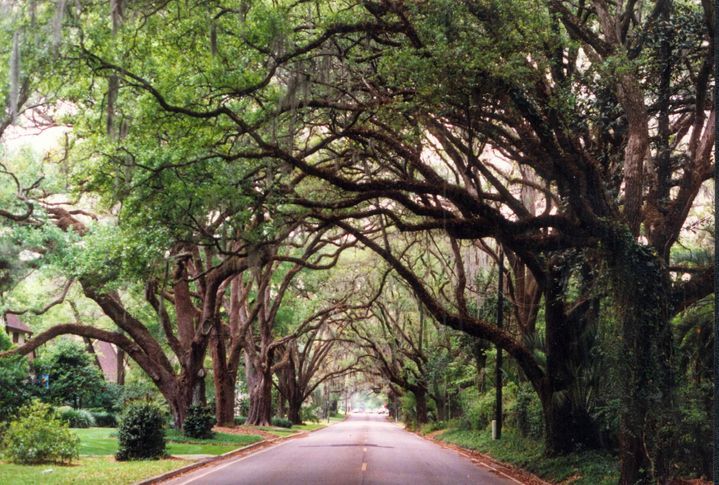 Tree-lined road under arching green canopies in a lush park or forest.
