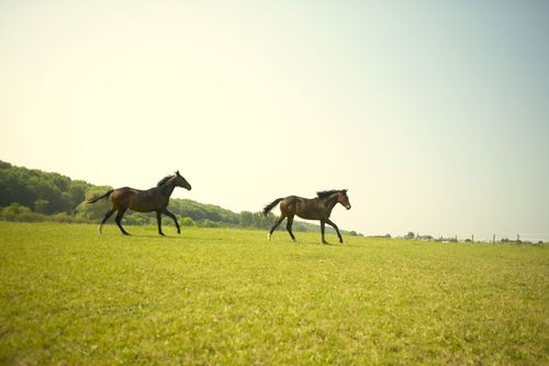 Two horses galloping across a grassy field under a bright sky