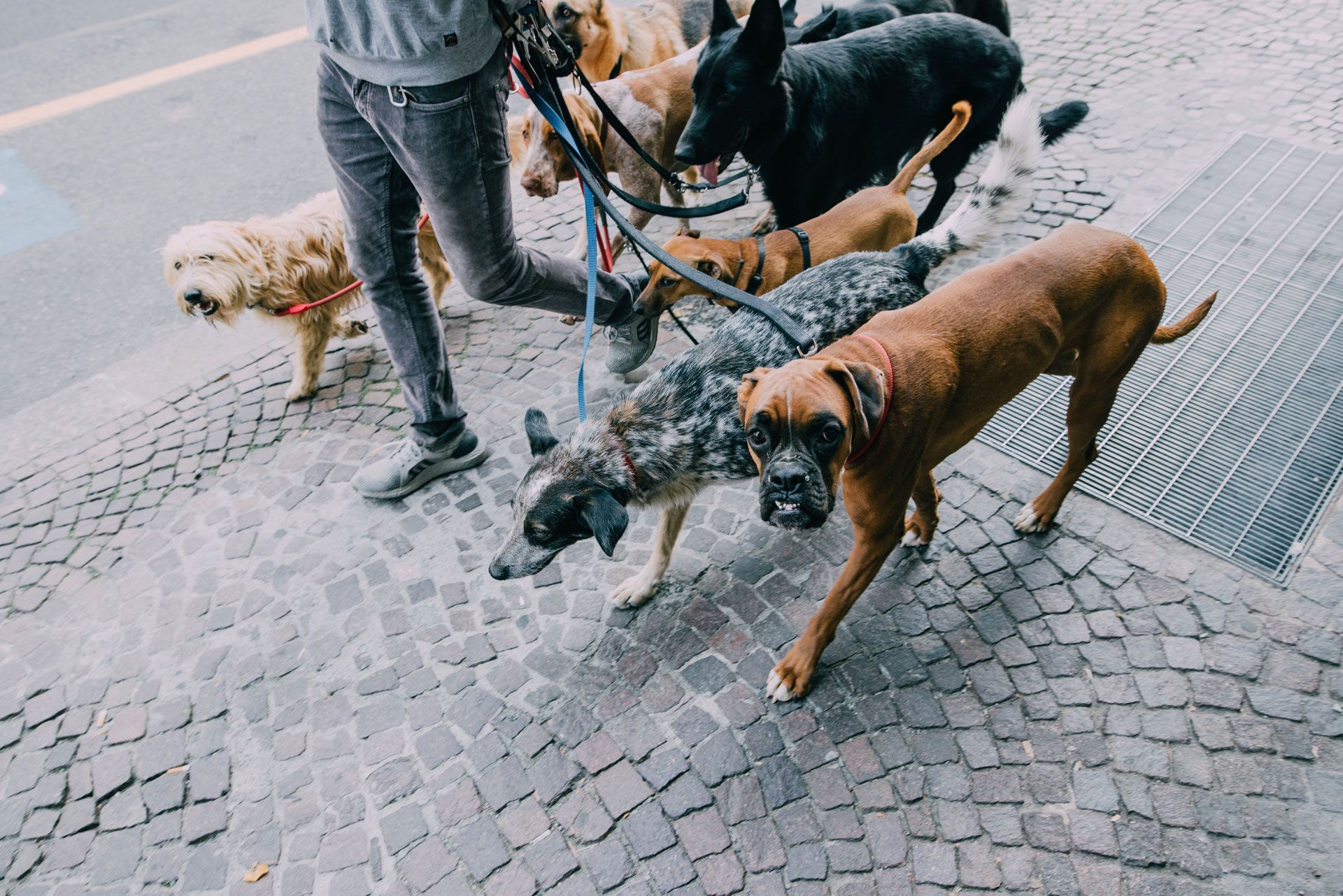 Dog Walking