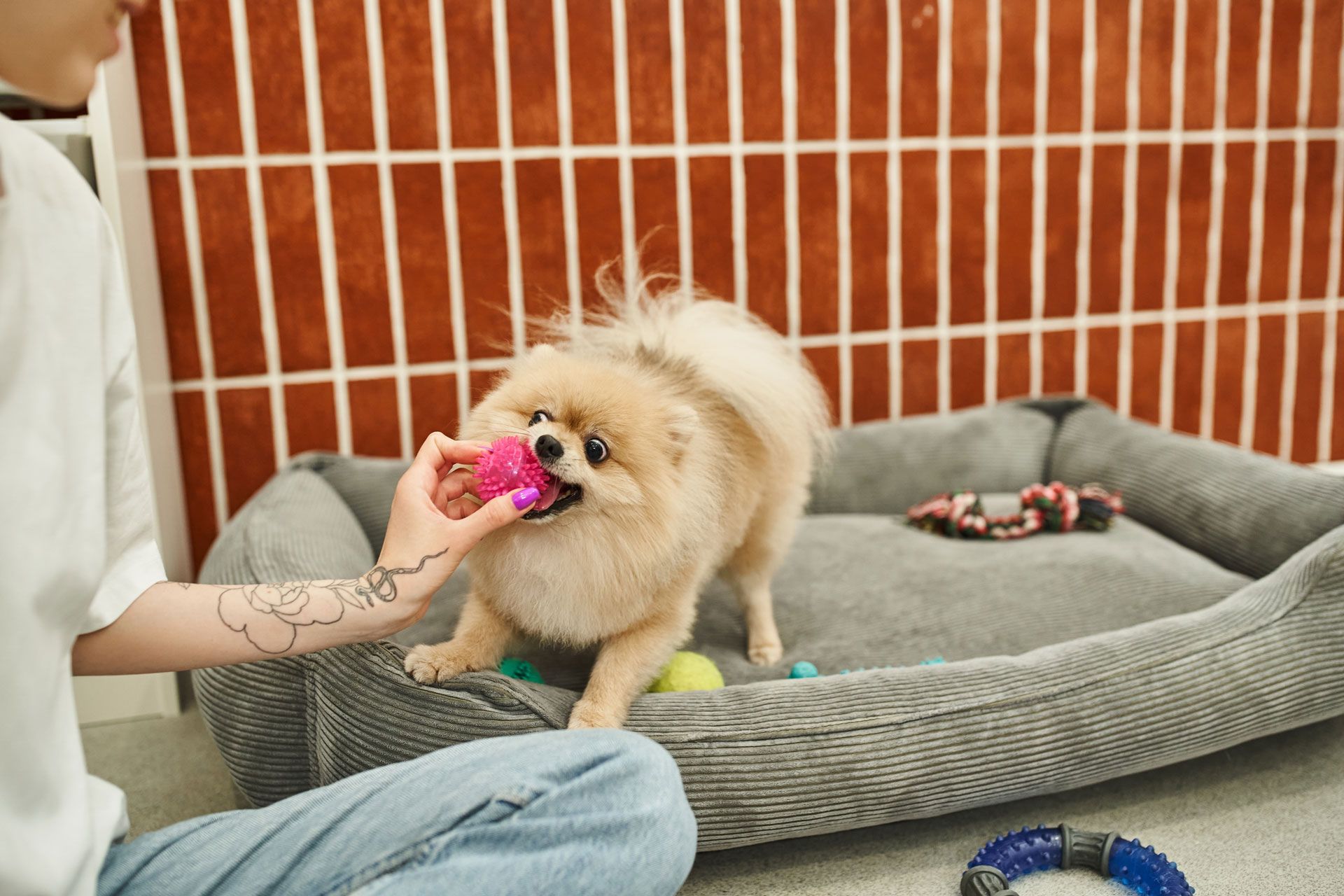 Person plays with a fluffy Pomeranian in a pet bed; dog is holding a toy.
