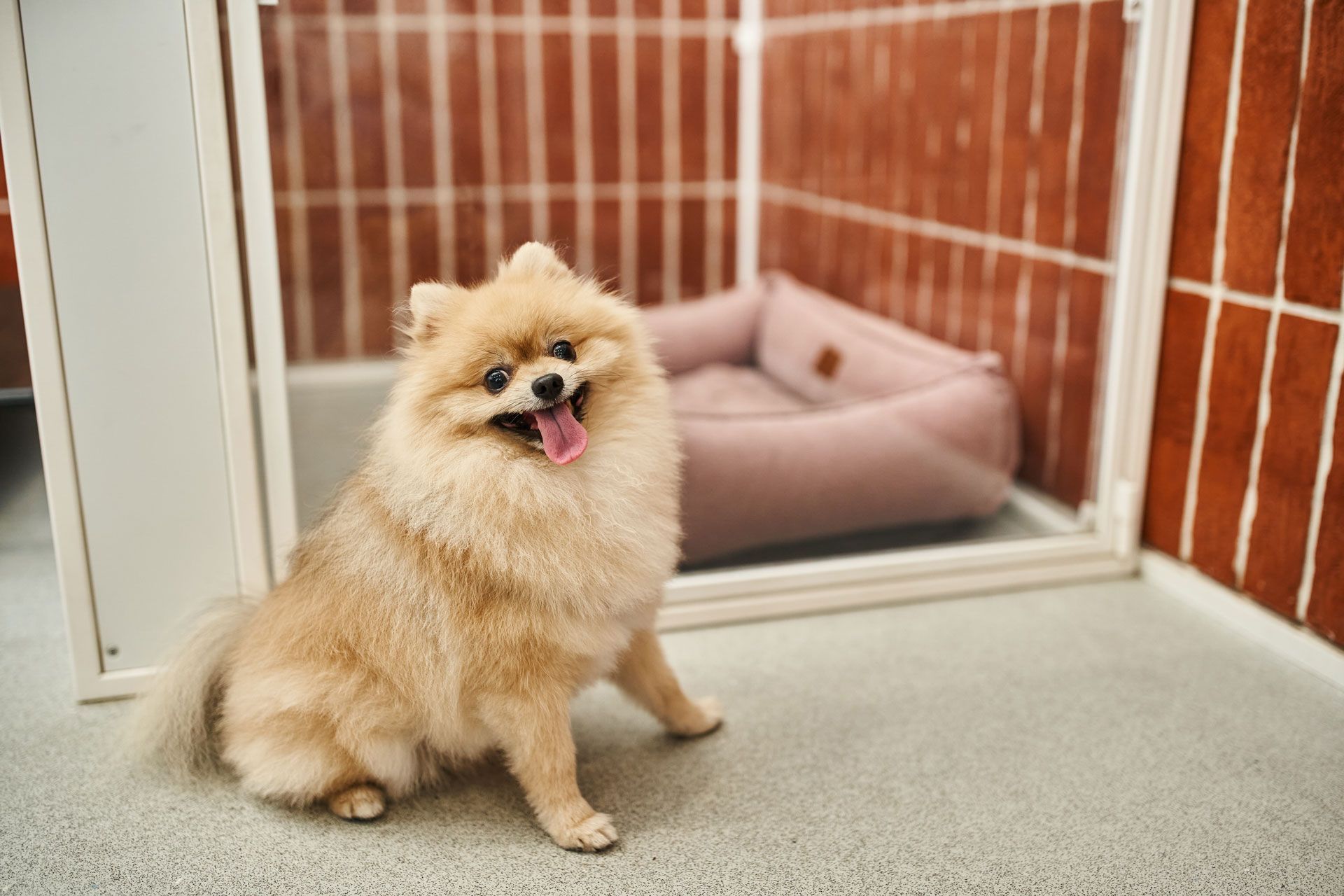 At-Home Kennel Service