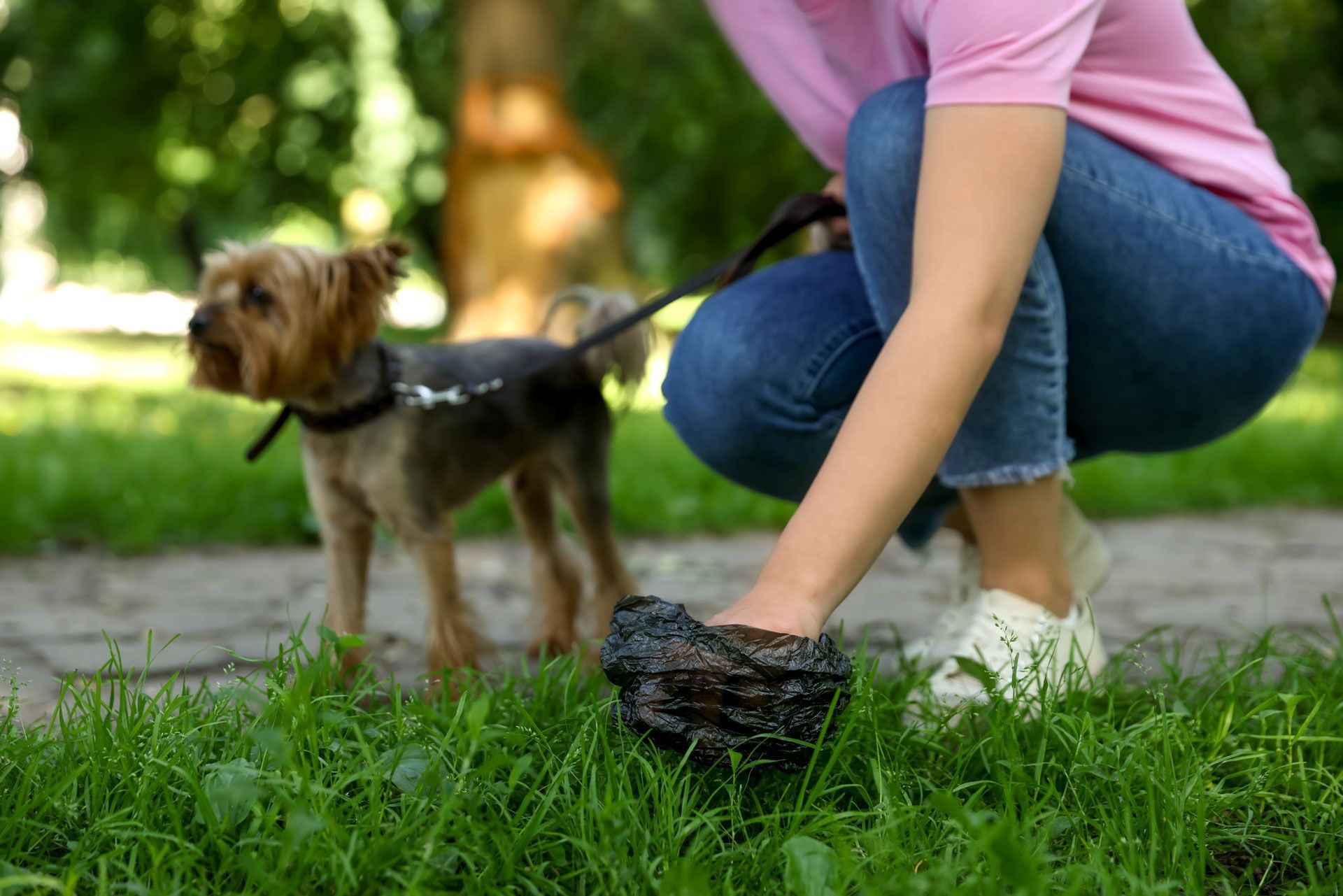 Woman picking up dog waste in a park, with a small dog on a leash nearby.