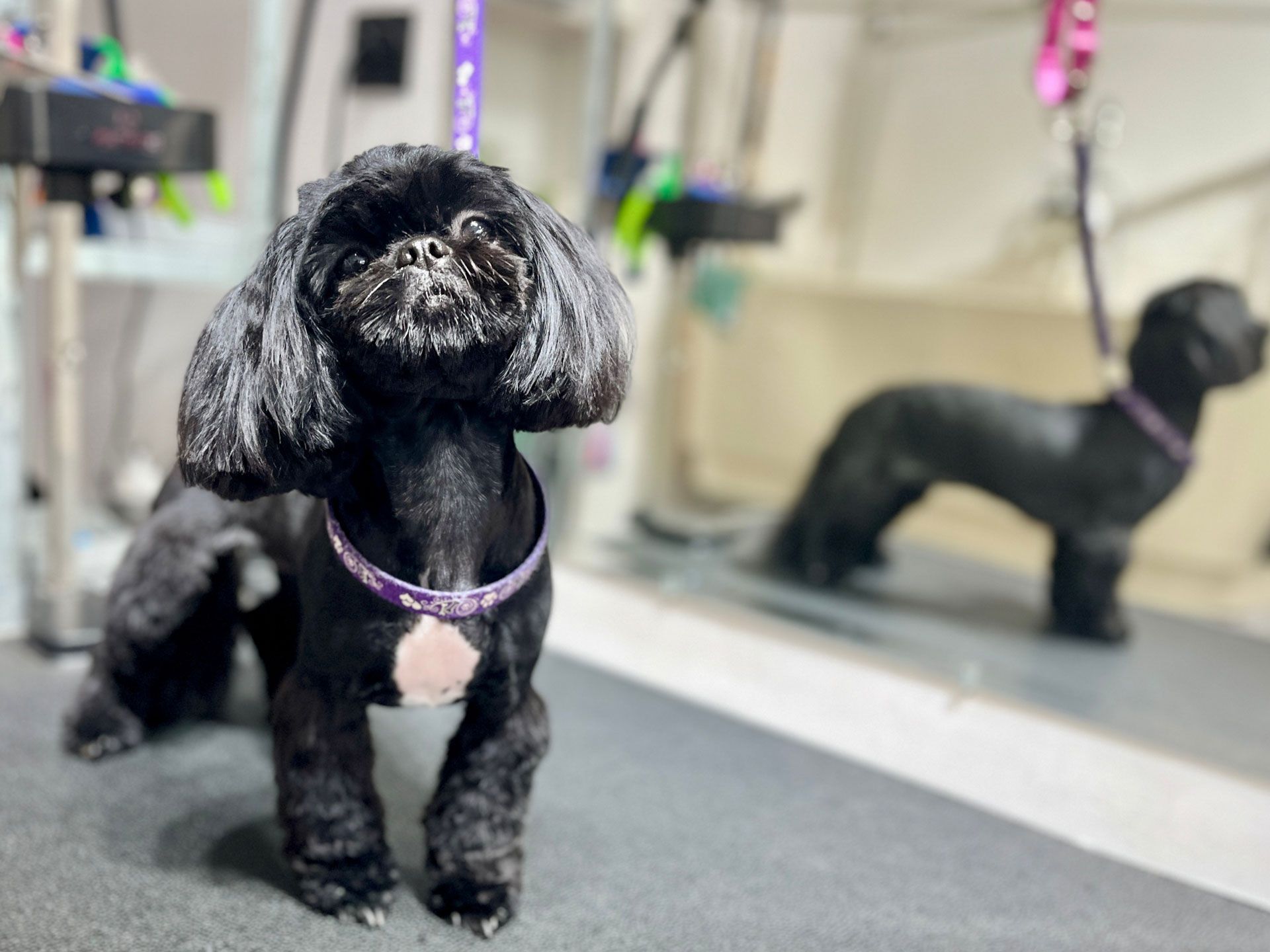 Black Shih Tzu dog at groomer's, trimmed fur, wearing a purple collar, with a dachshund-like dog in the blurred background.