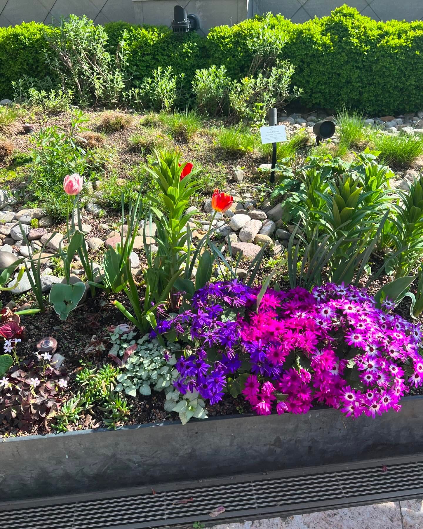 A garden planter features pink and red tulips rising above a vibrant cluster of purple and magenta flowers.