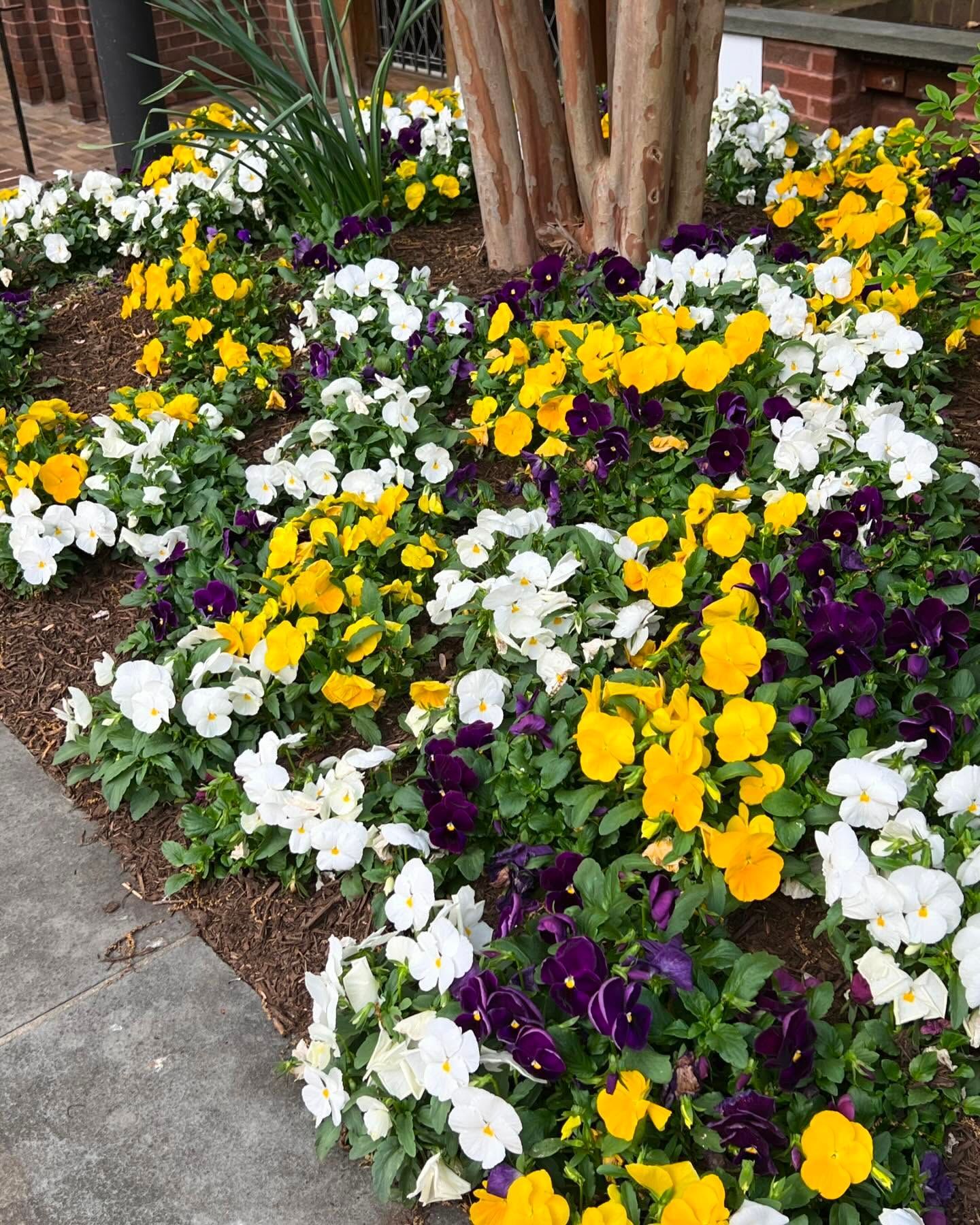 A vibrant garden bed featuring a dense cluster of purple, yellow, and white pansies growing at the base of a tree.