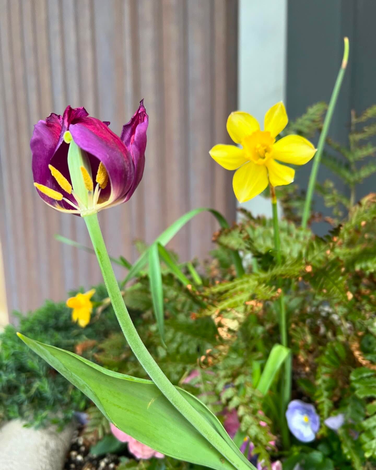 A deep purple tulip with exposed yellow stamens stands beside a bright yellow daffodil in a garden planter.