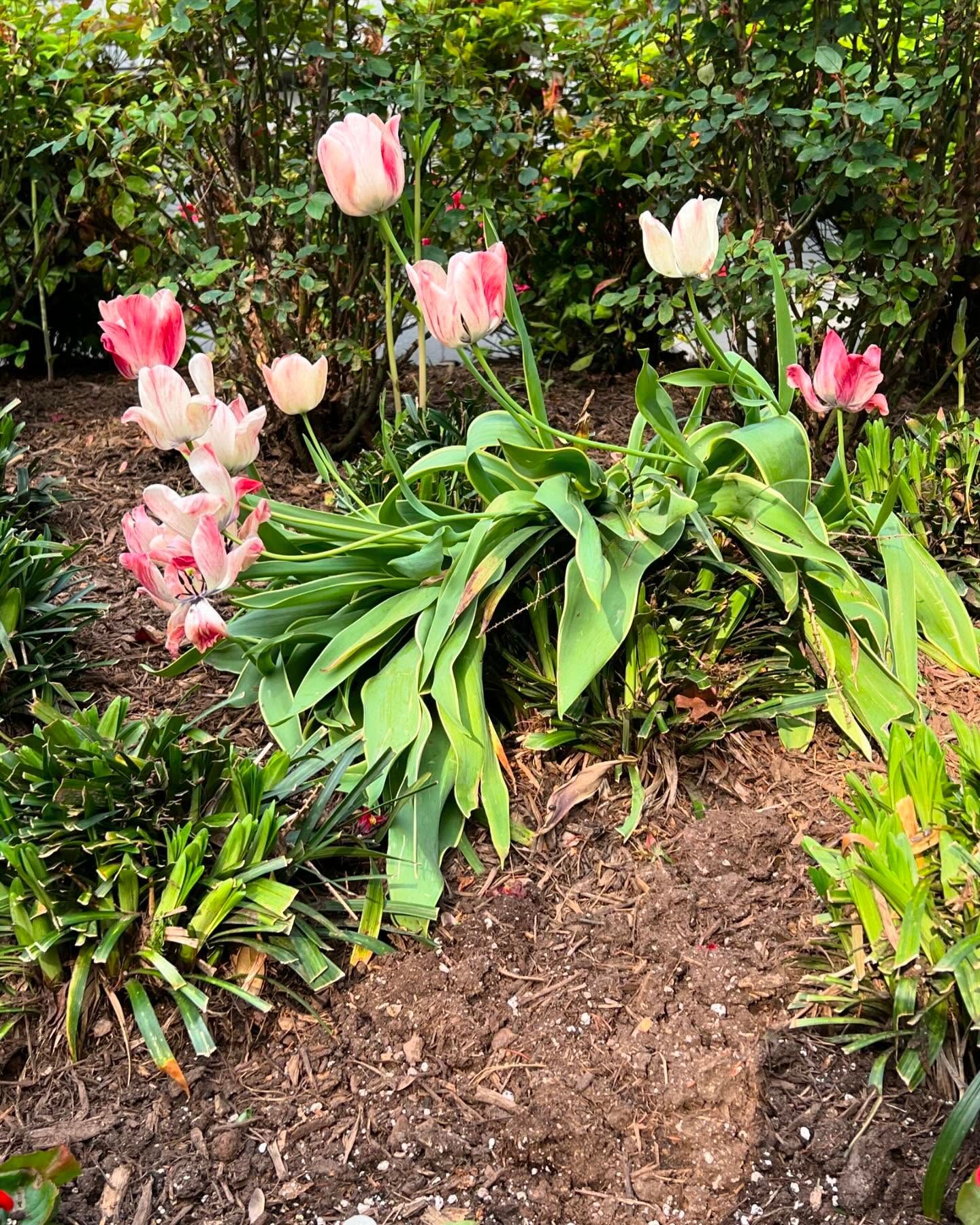 Pink and white tulips bloom in a garden with dark mulch and lush green foliage.
