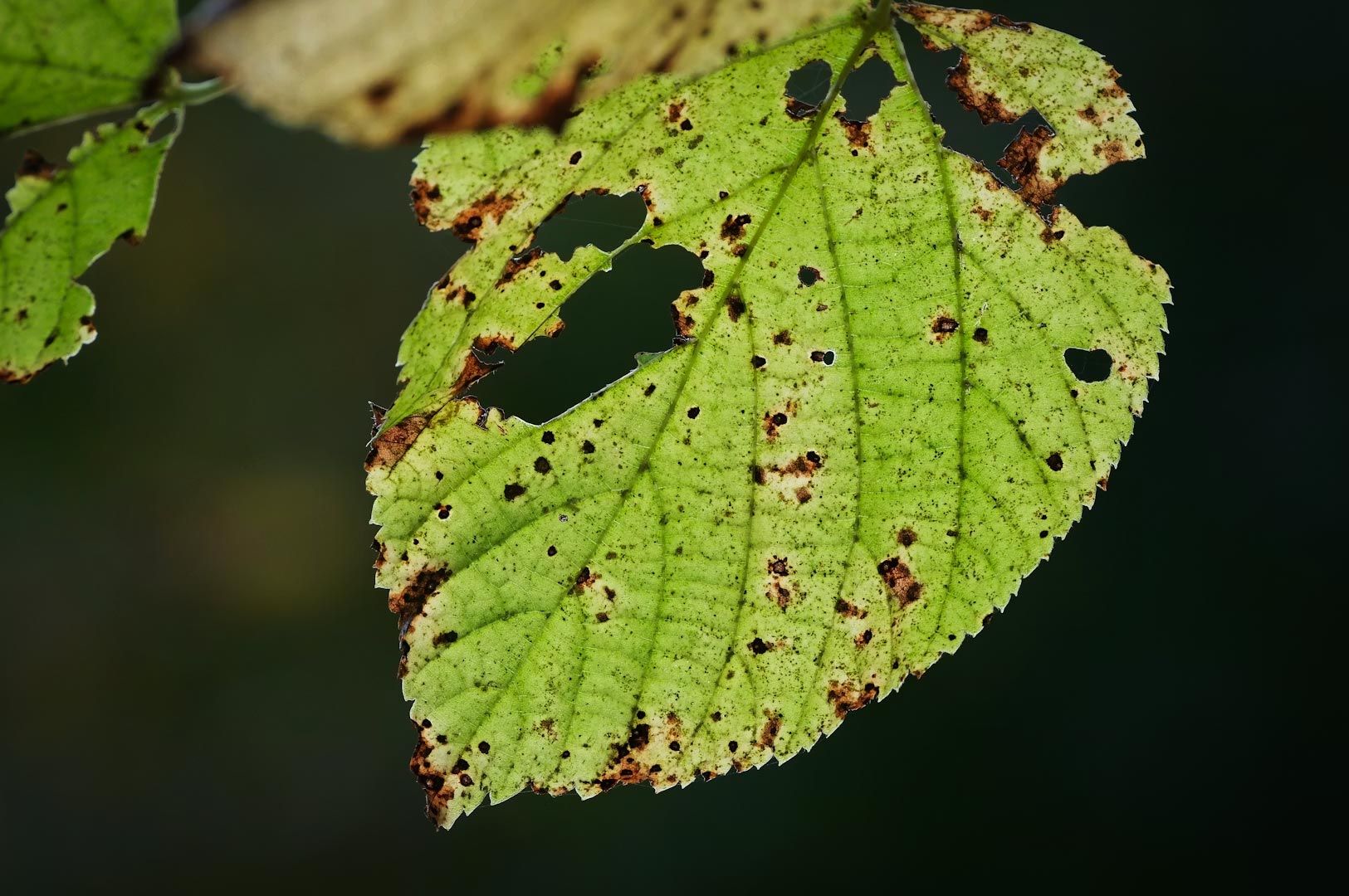 Close‑up of a green leaf with holes and brown decay spots, representing natural imperfection and the Wabi‑Sabi concept.