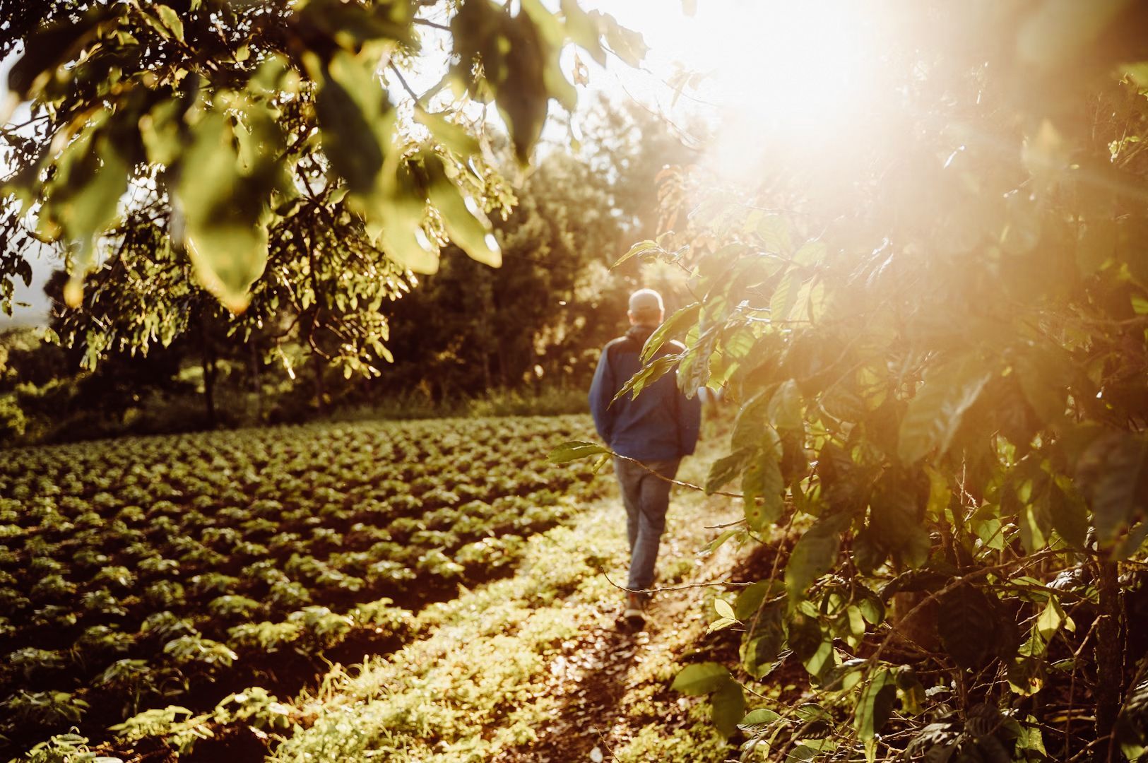 Person walking along a path beside a lush green farmland during sunrise with warm golden light filtering through the trees.