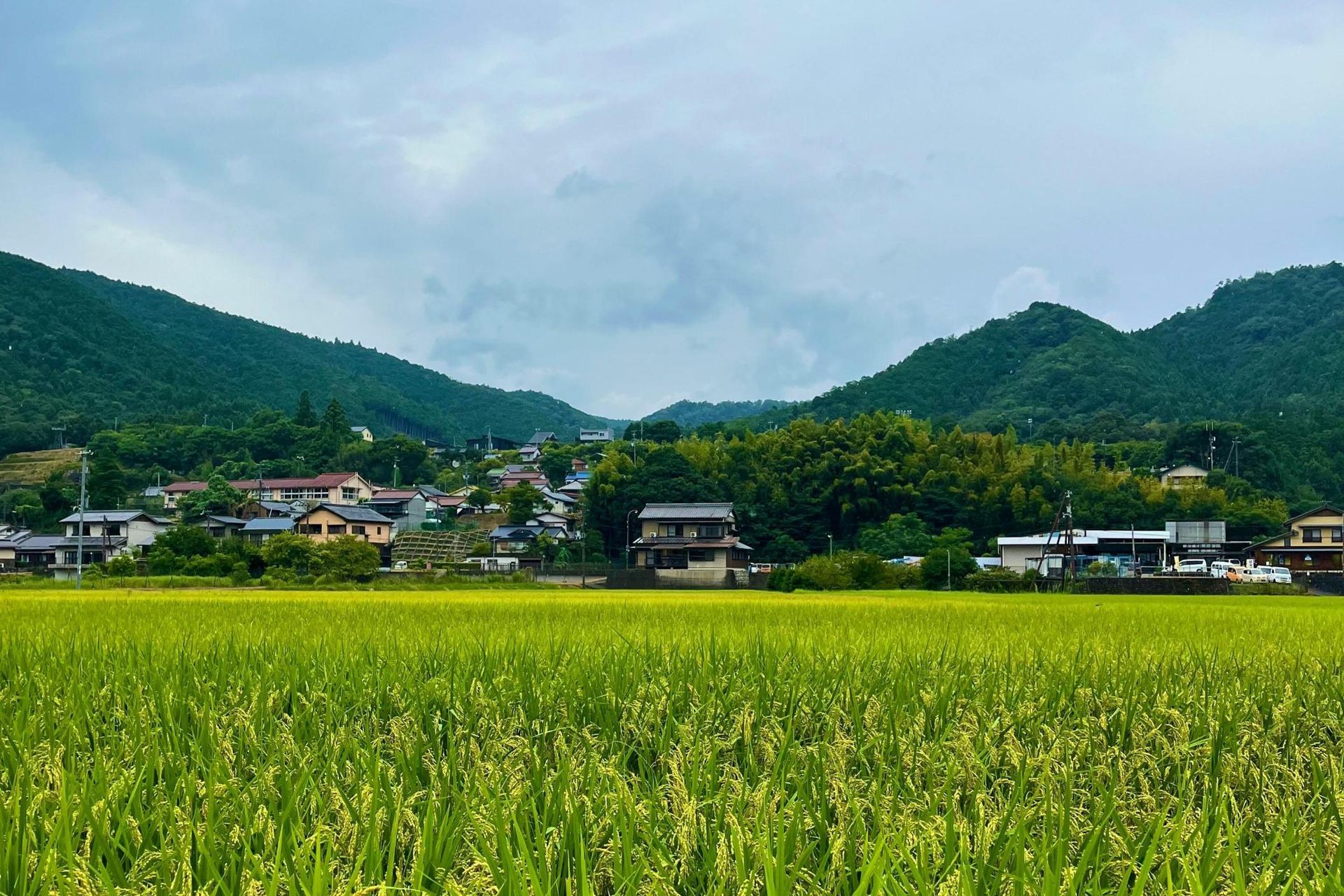 A vast, vibrant green rice field fills the foreground, leading up to a small rural village nestled at the base of lush mountains. The rolling hills are covered in dense trees under a cloudy sky, creating a serene and picturesque countryside landscape.