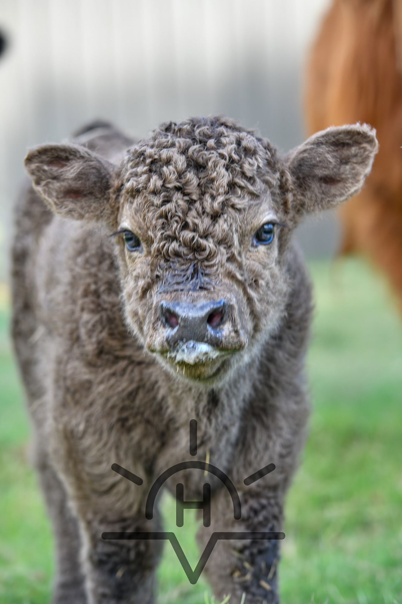 A baby cow is standing in the grass and looking at the camera.