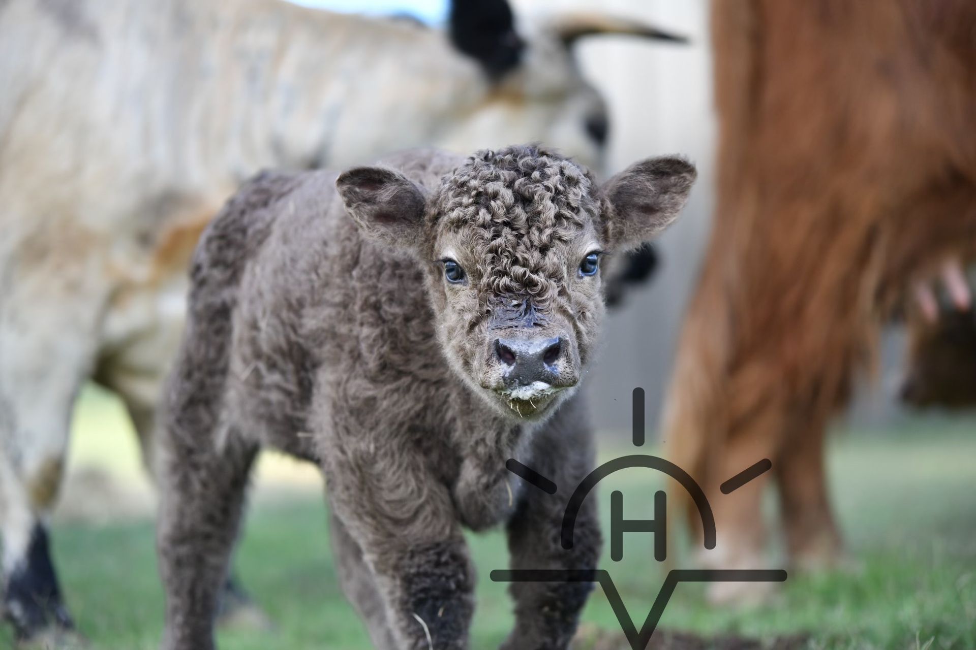 A baby cow is standing in the grass next to a cow.