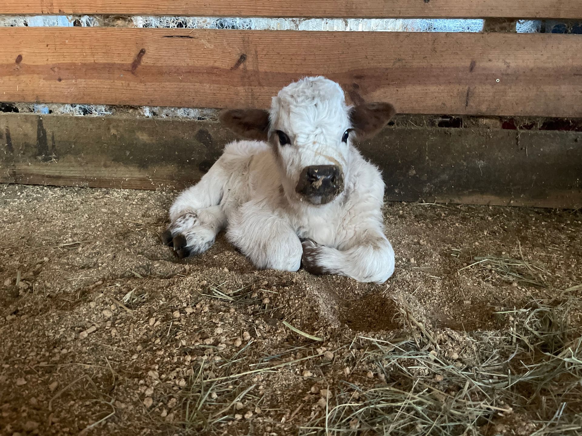 A baby cow is laying on the ground in a barn.