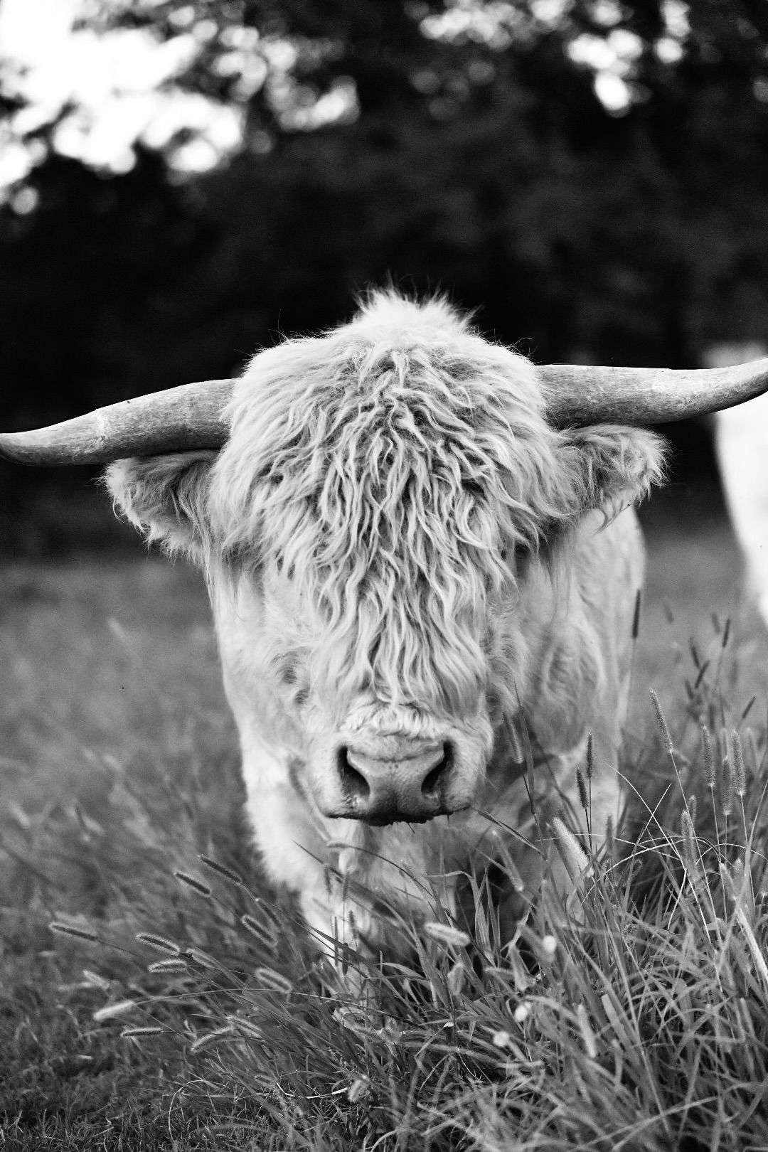 A black and white photo of a cow with long horns standing in a field.