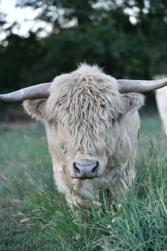A white cow with long horns is standing in a grassy field.