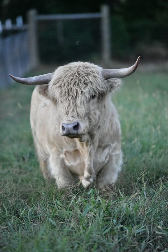 A white cow with long horns is standing in a grassy field.