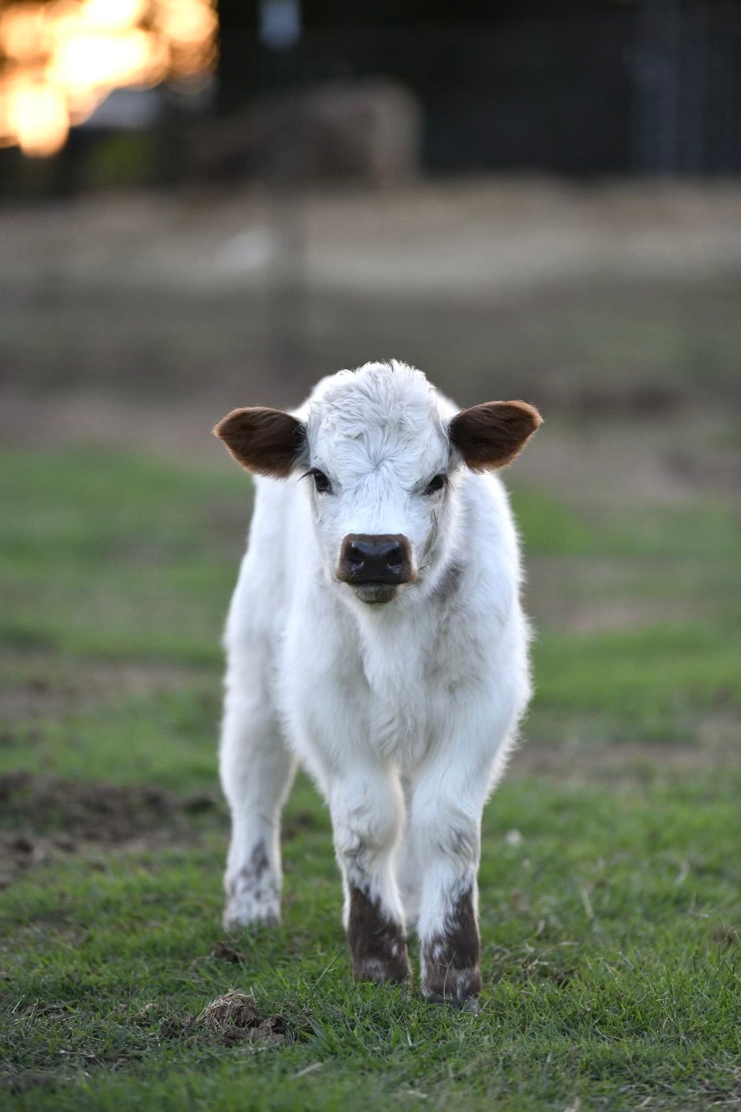 A small white calf is standing in a grassy field looking at the camera.