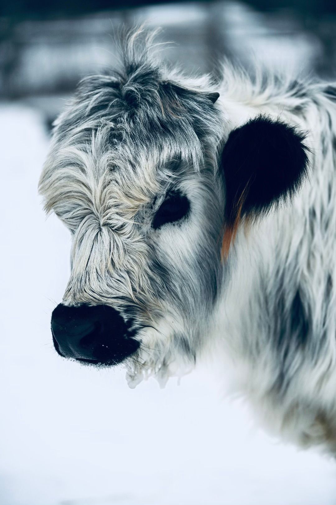 A close up of a black and white cow in the snow.