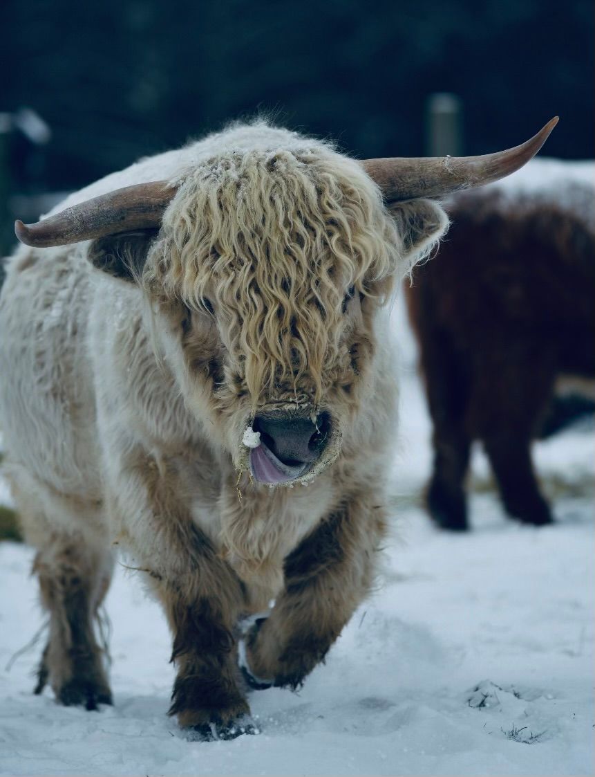 A bull with long horns is walking through the snow.