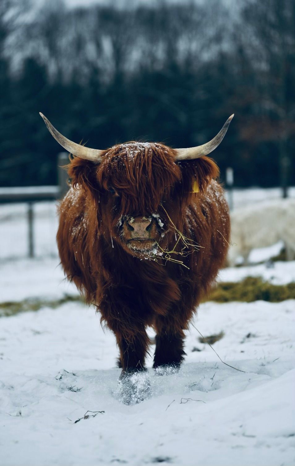 A highland cow with long horns is standing in the snow.