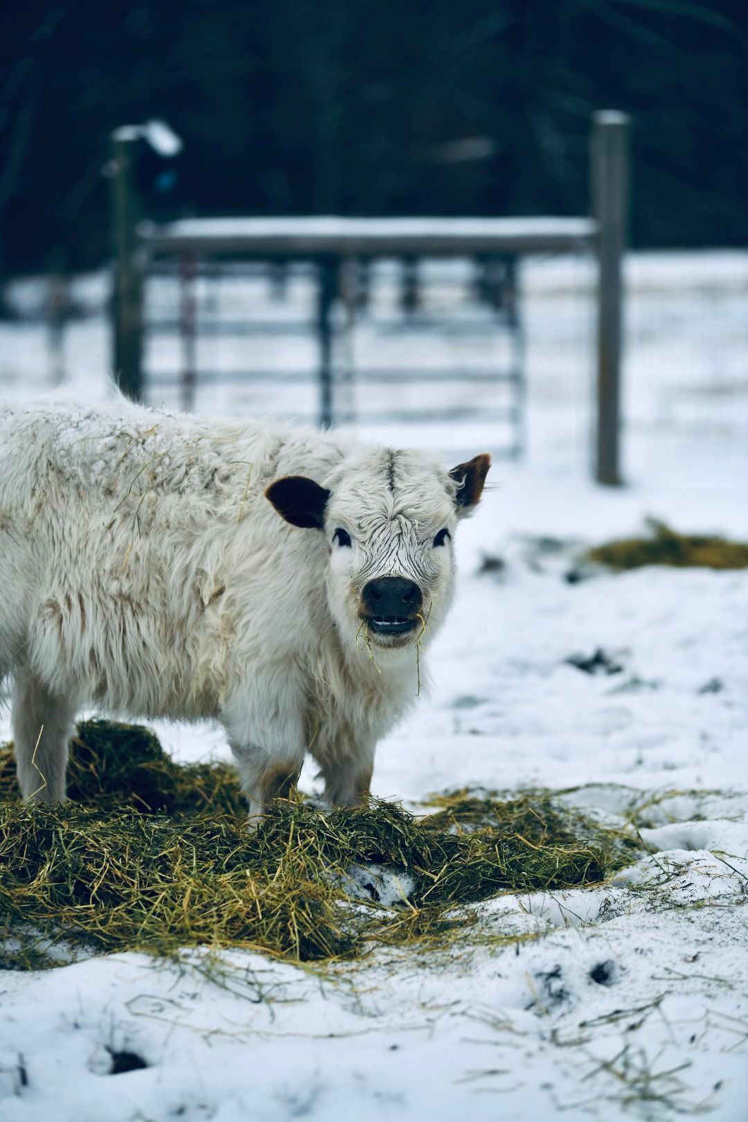 A white cow is standing in the snow in a field.
