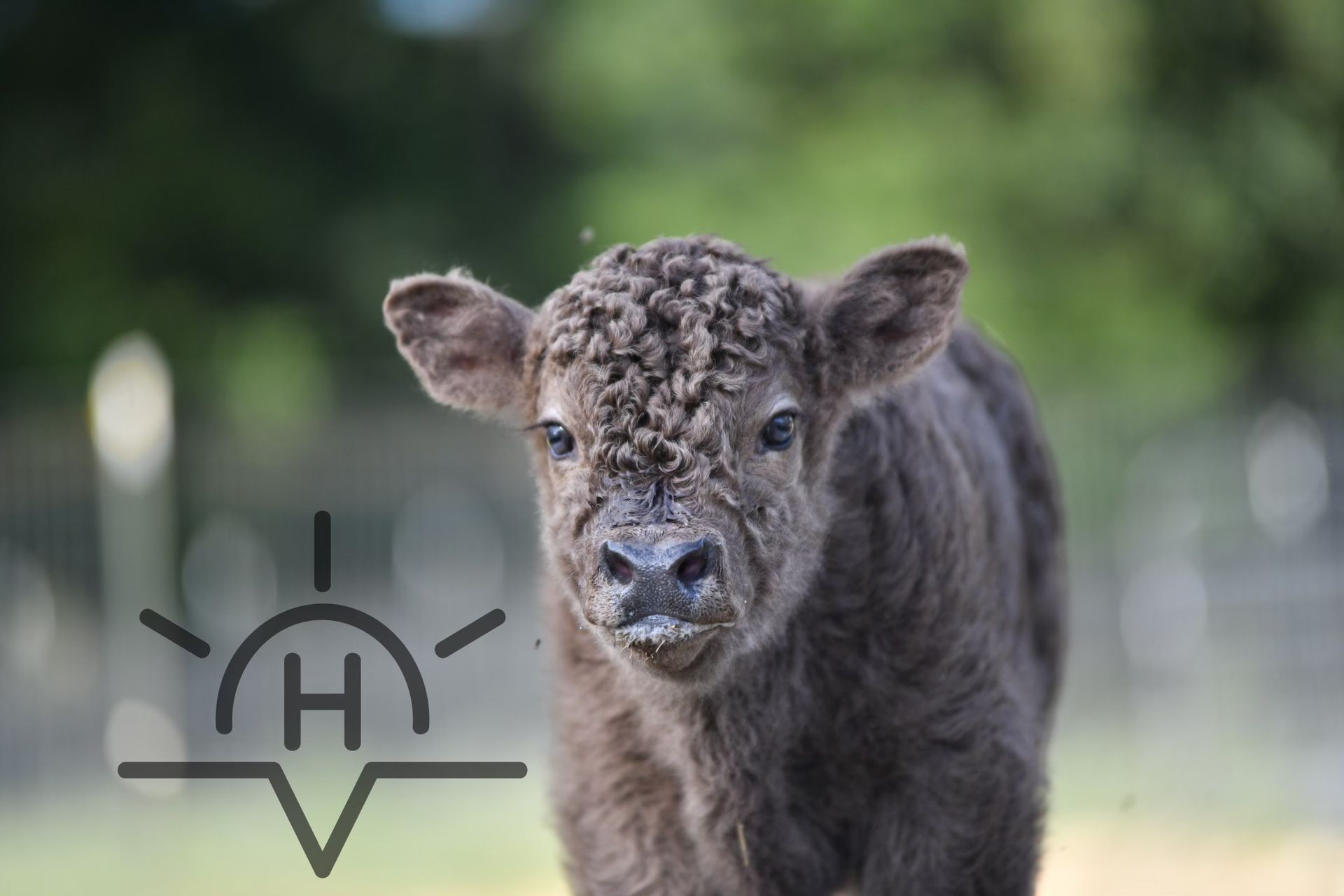 A baby cow is standing in a field and looking at the camera.