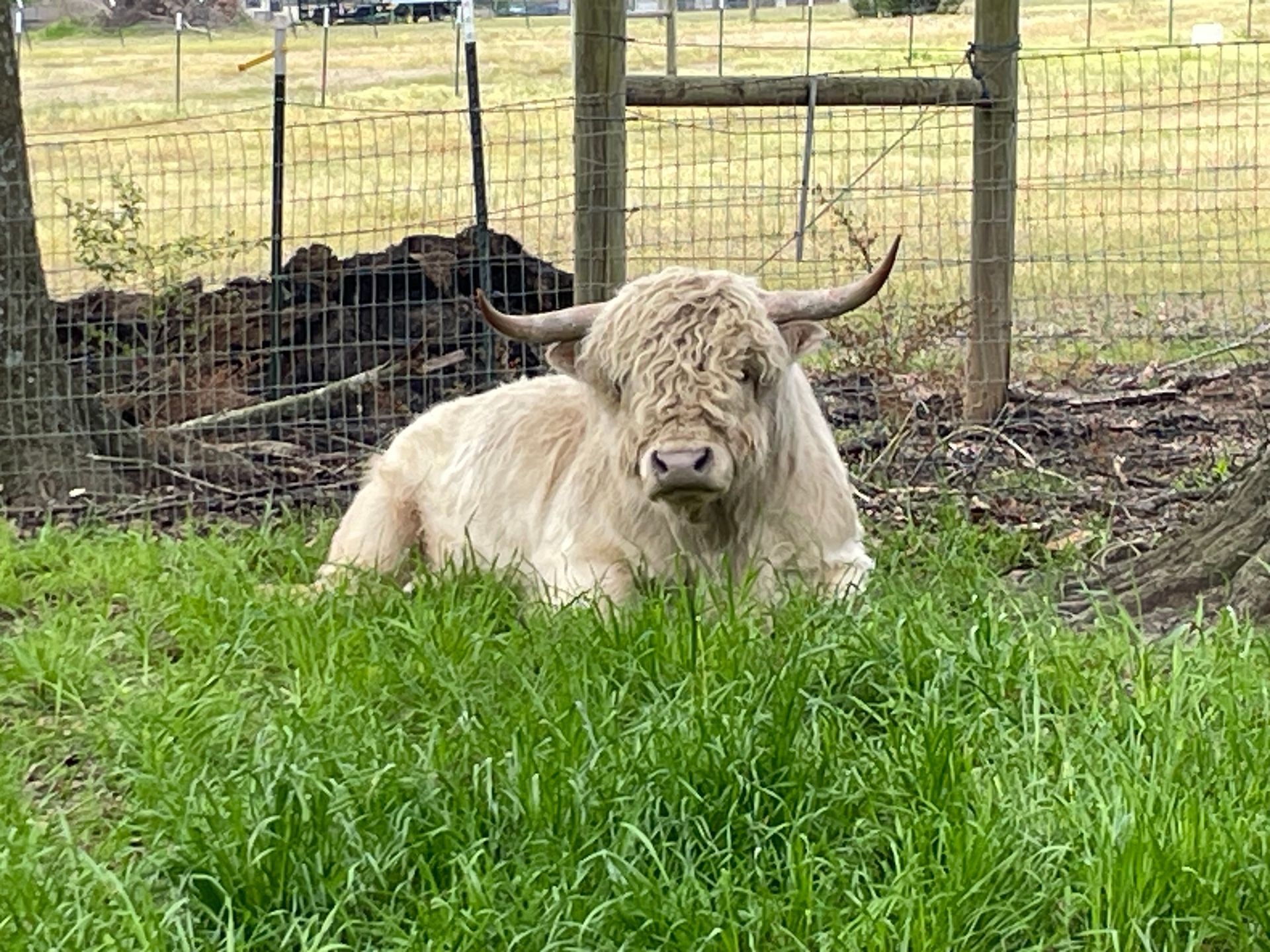 A white cow is laying in the grass next to a fence.