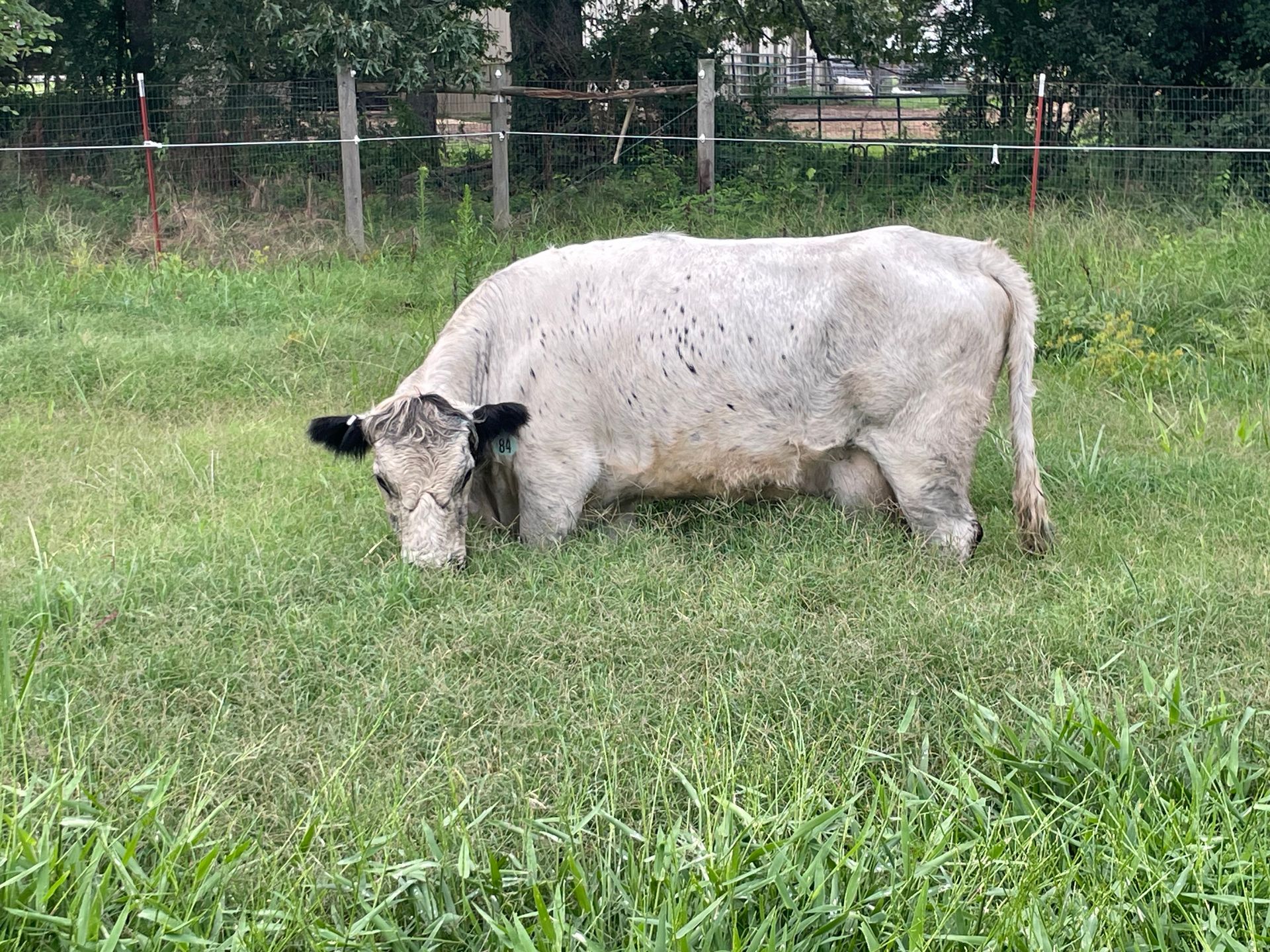 A white cow is grazing in a grassy field.