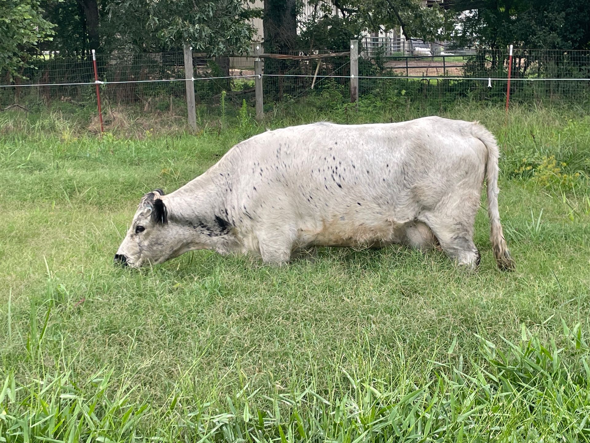 A white cow is grazing in a grassy field.