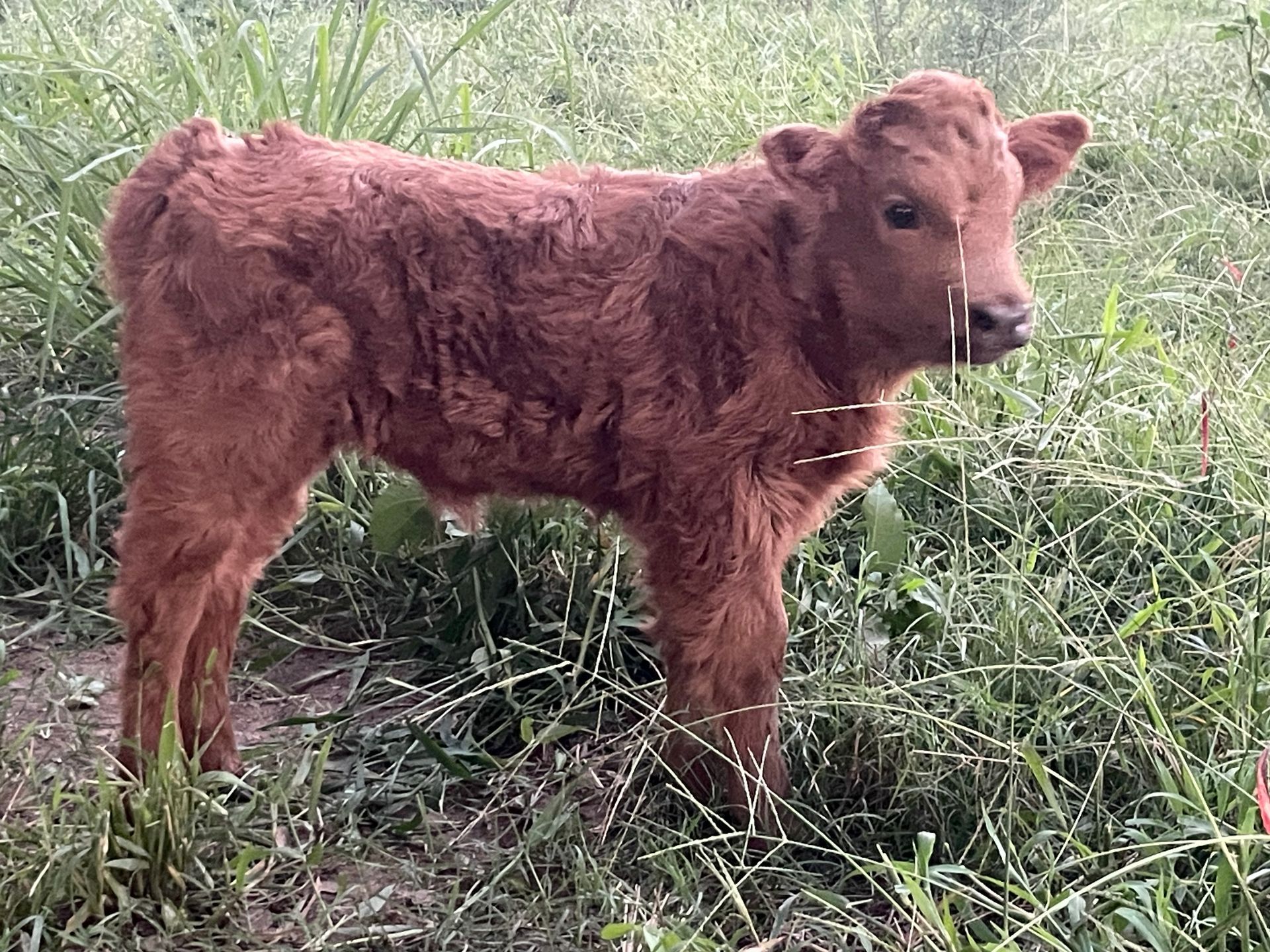 A brown calf is standing in the grass in a field.