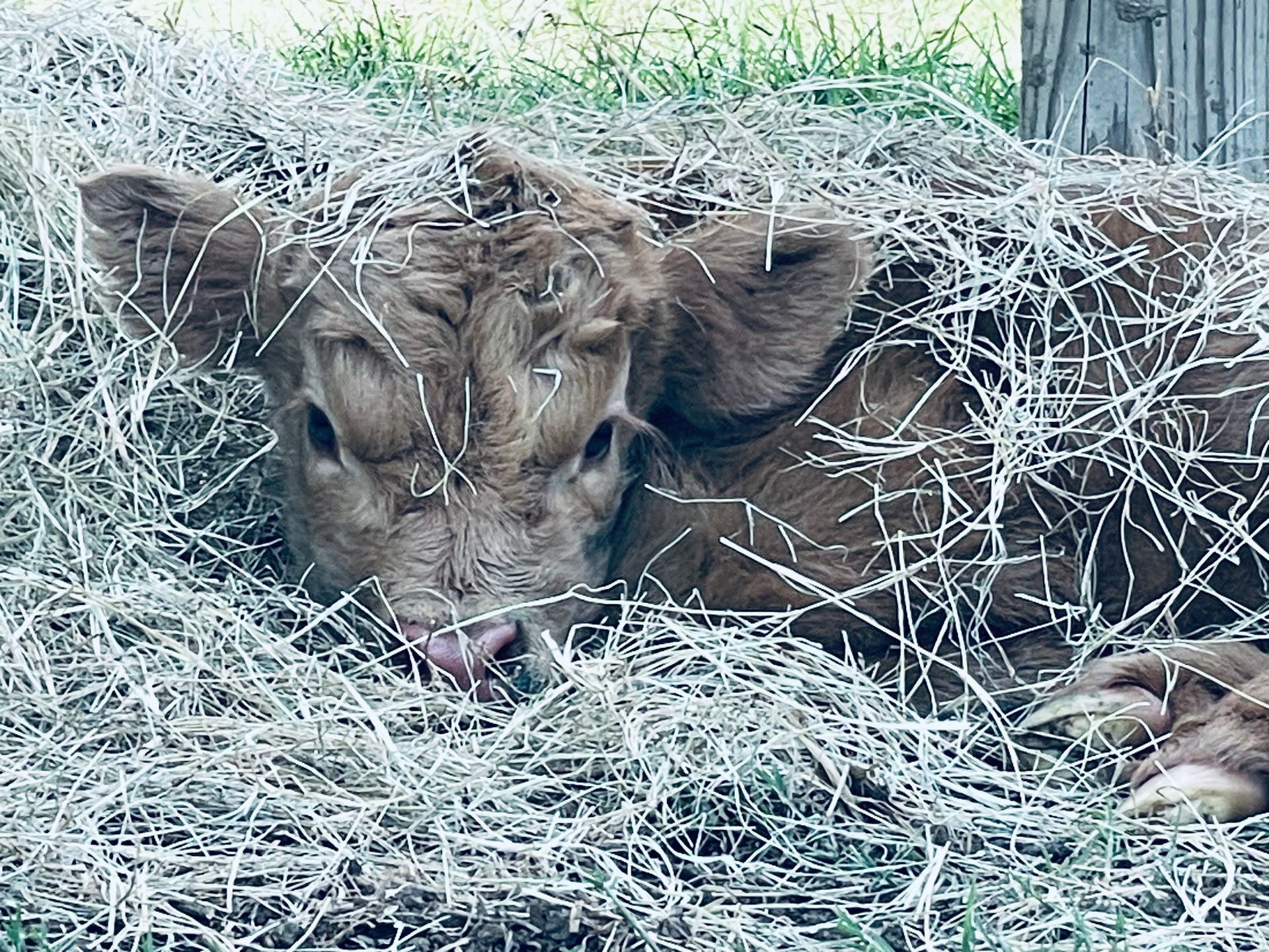 A brown cow is laying in a pile of hay.