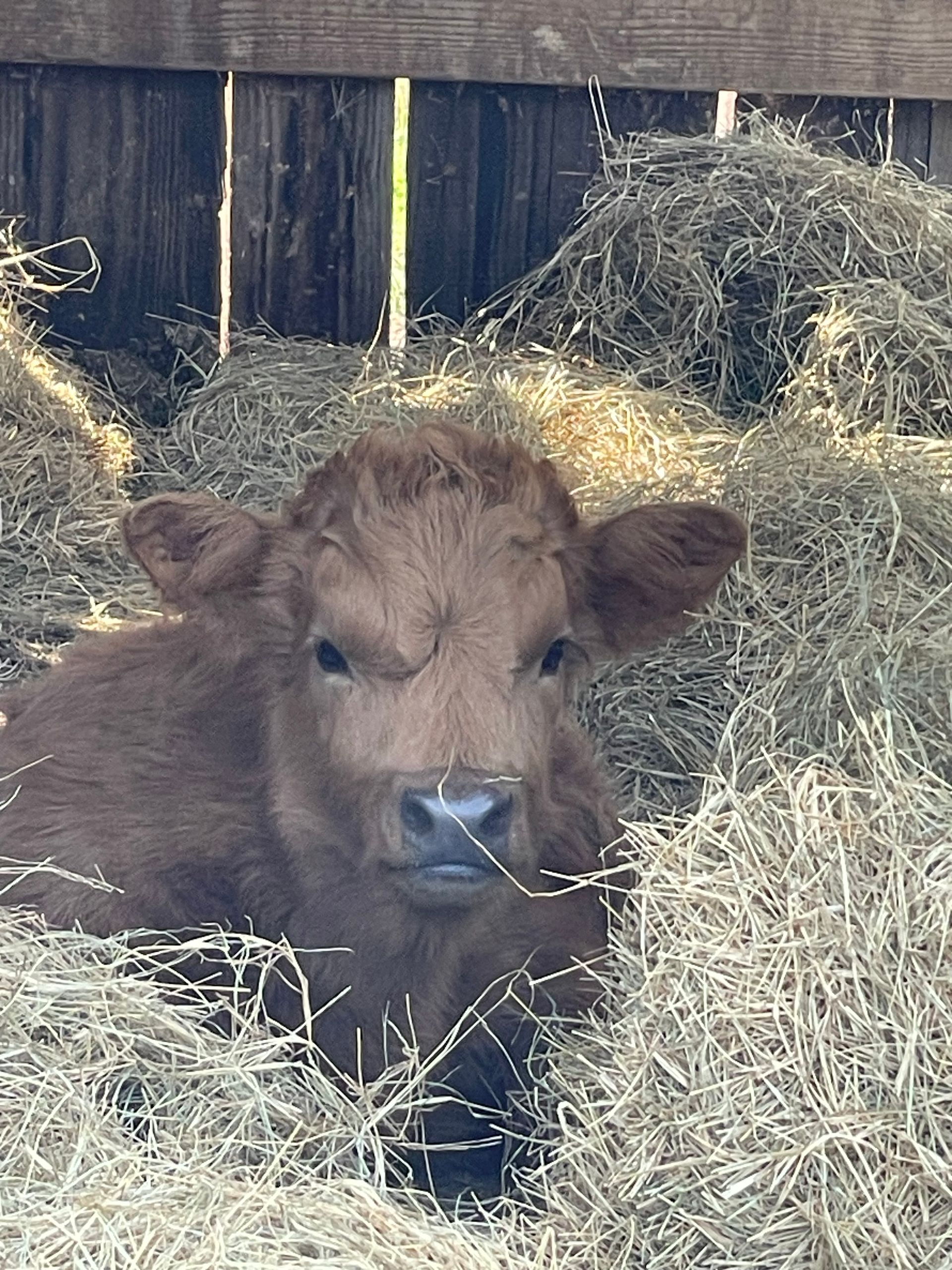 A brown calf is laying in a pile of hay.