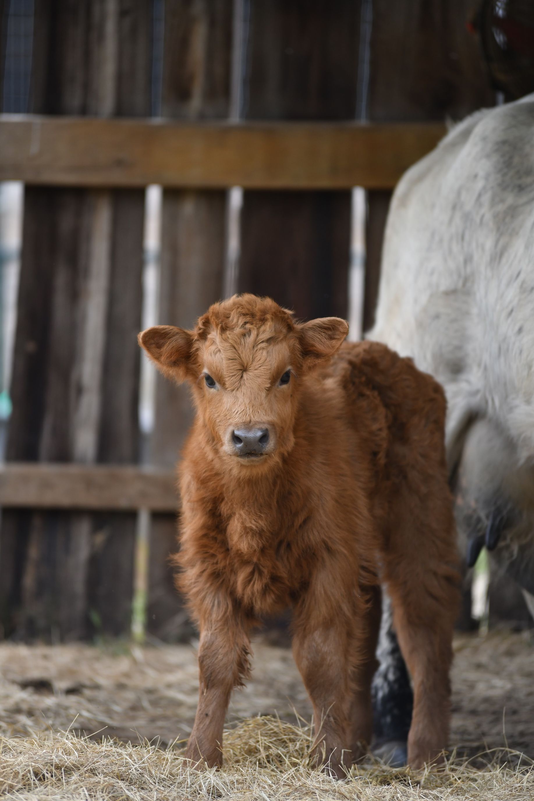 A brown calf is standing in front of a wooden fence.