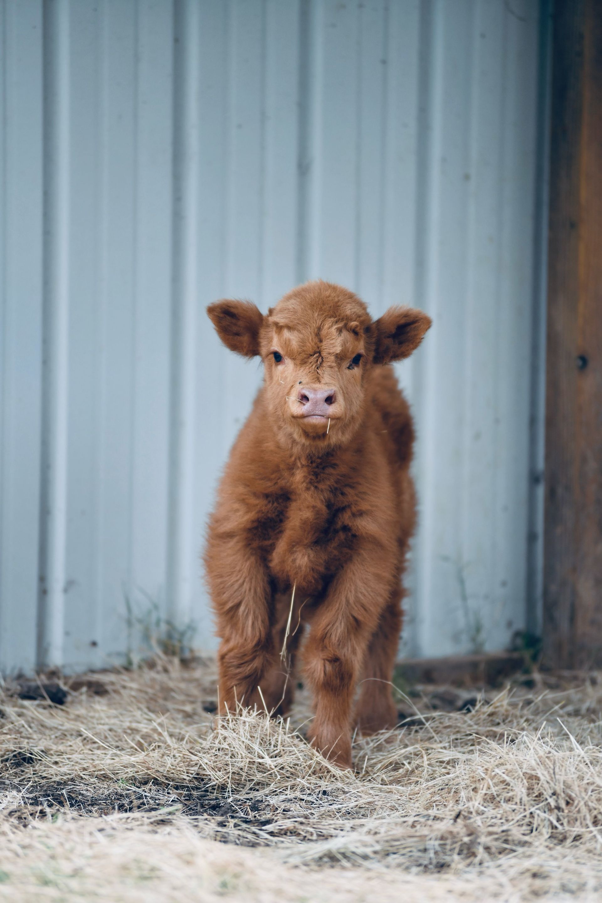 A small brown calf is standing in a pile of hay.
