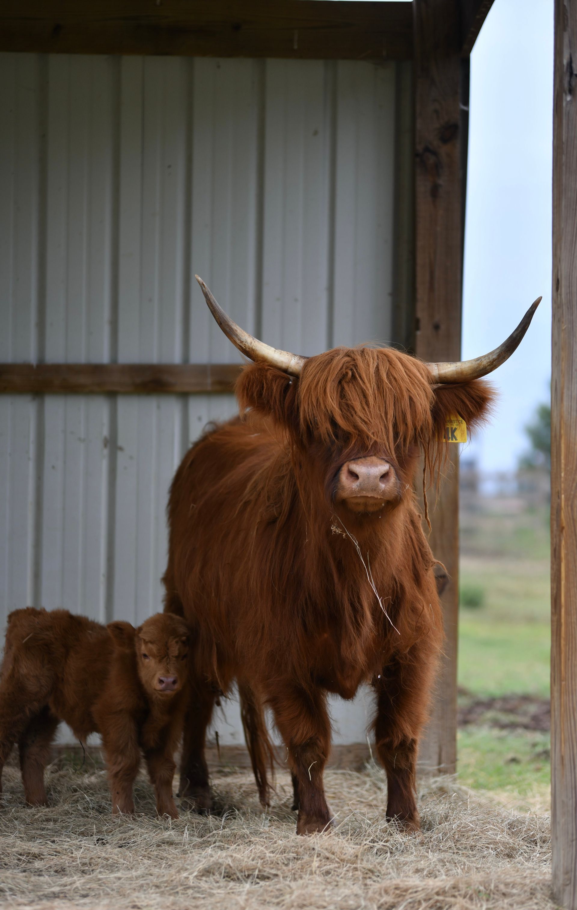 A cow and a calf are standing next to each other in a shed.