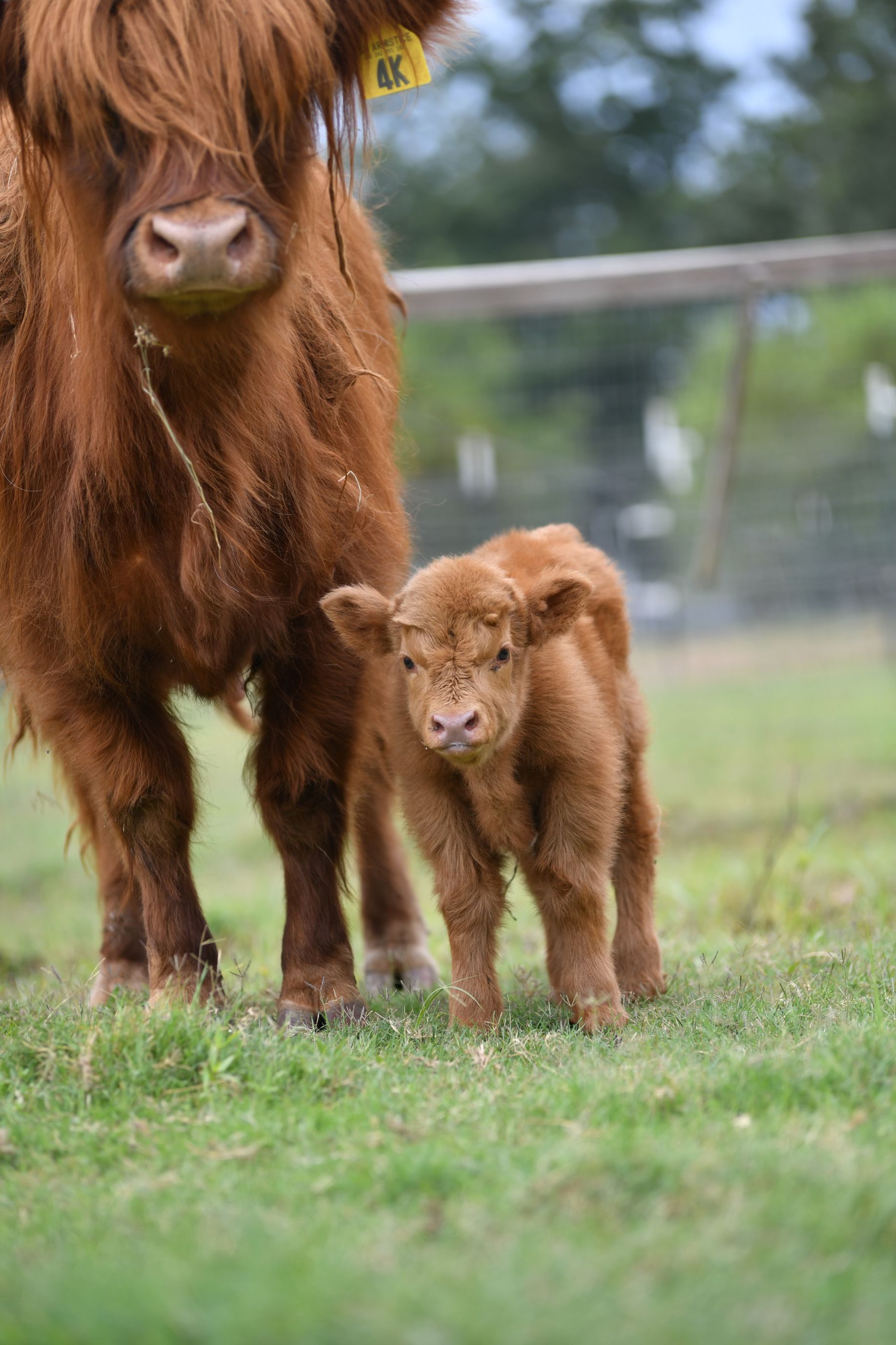 A mother cow and her baby cow are standing in a grassy field.