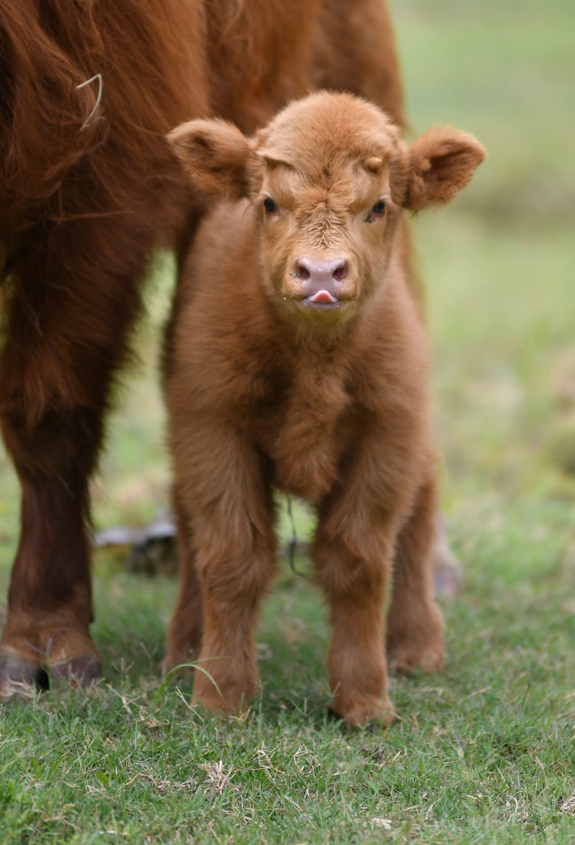 A baby cow is sticking its tongue out, standing next to its mother in a grassy field.
