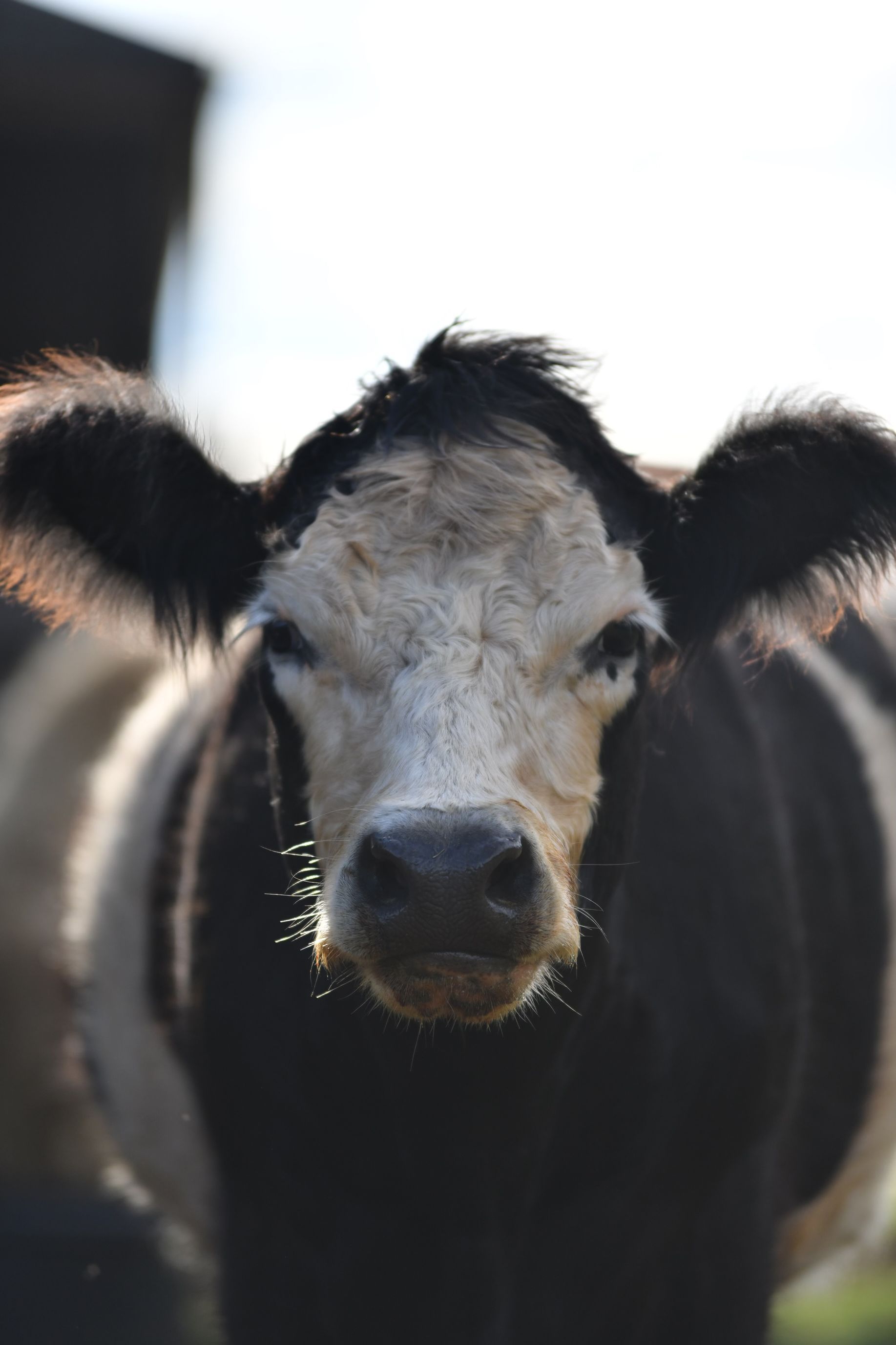 A close up of a black and white cow looking at the camera.