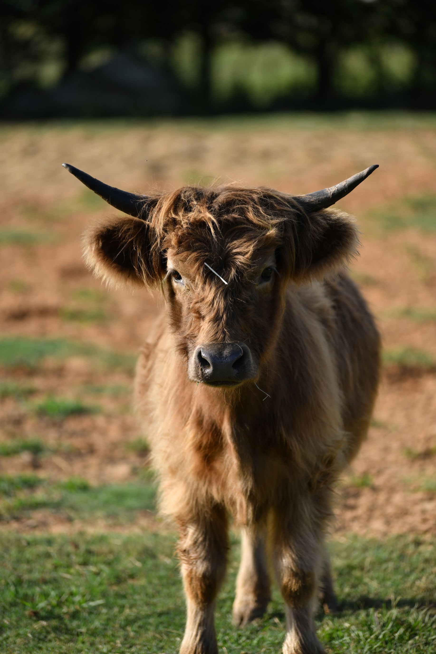A small brown cow with horns is standing in a field and looking at the camera.