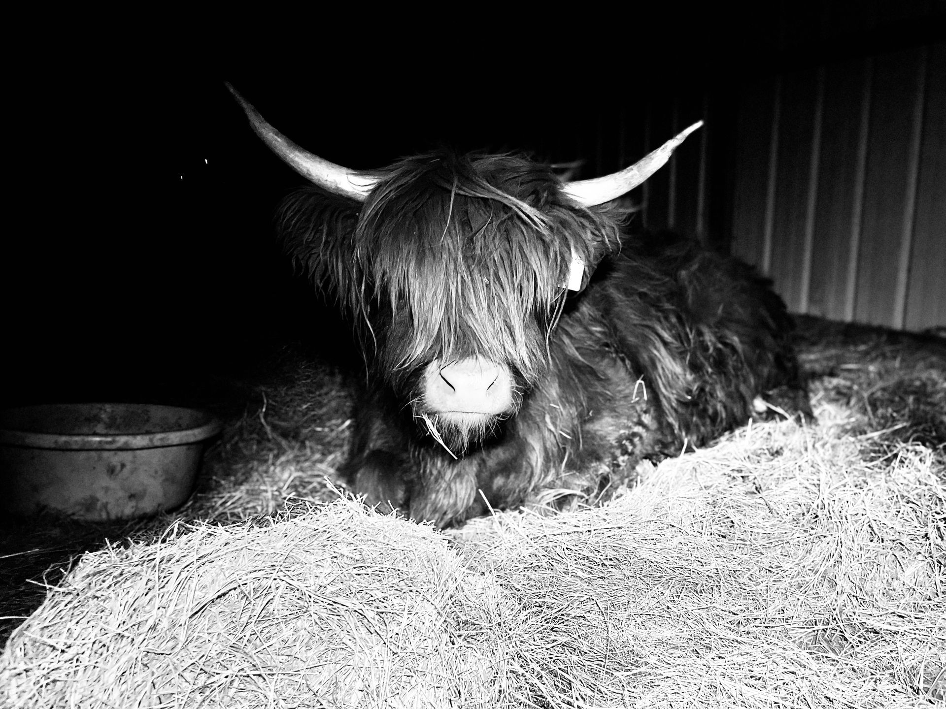 A black and white photo of a yak laying in a pile of hay.