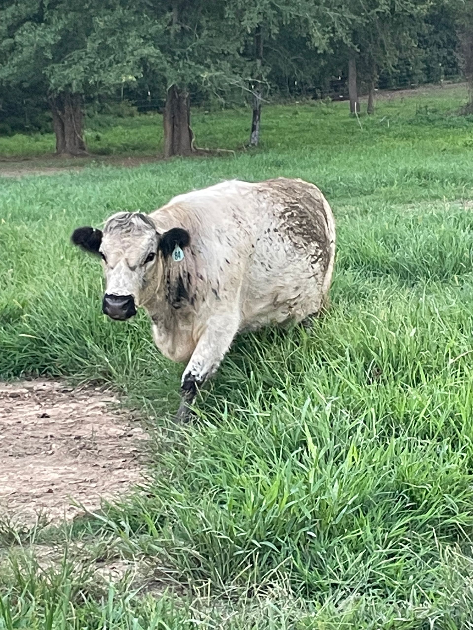 A cow is laying in the grass in a field.