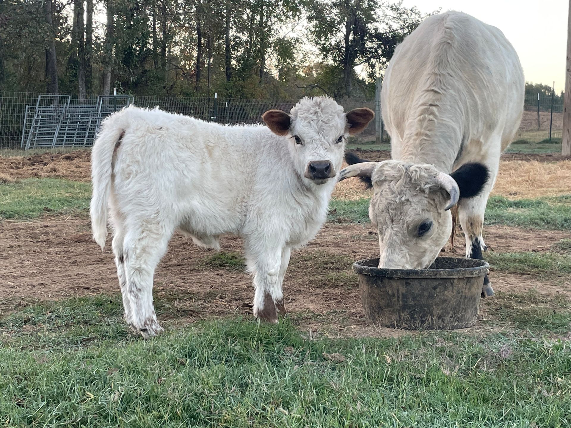 Two white cows are drinking water from a bucket in a field.