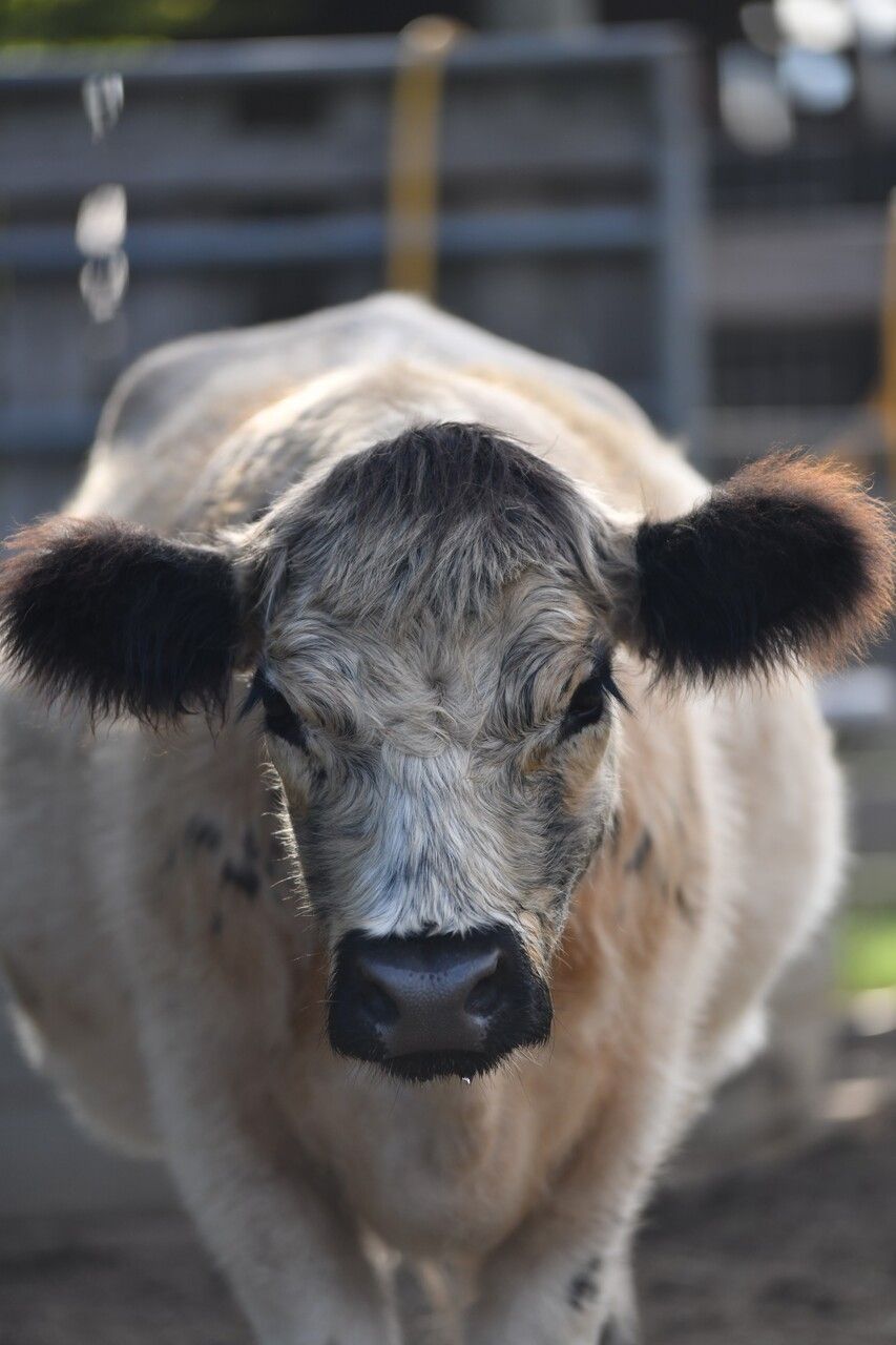 A close up of a cow standing in a pen looking at the camera.