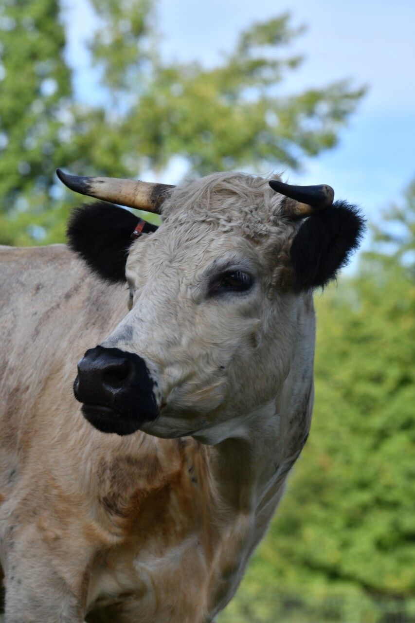 A close up of a cow with horns standing in a field.