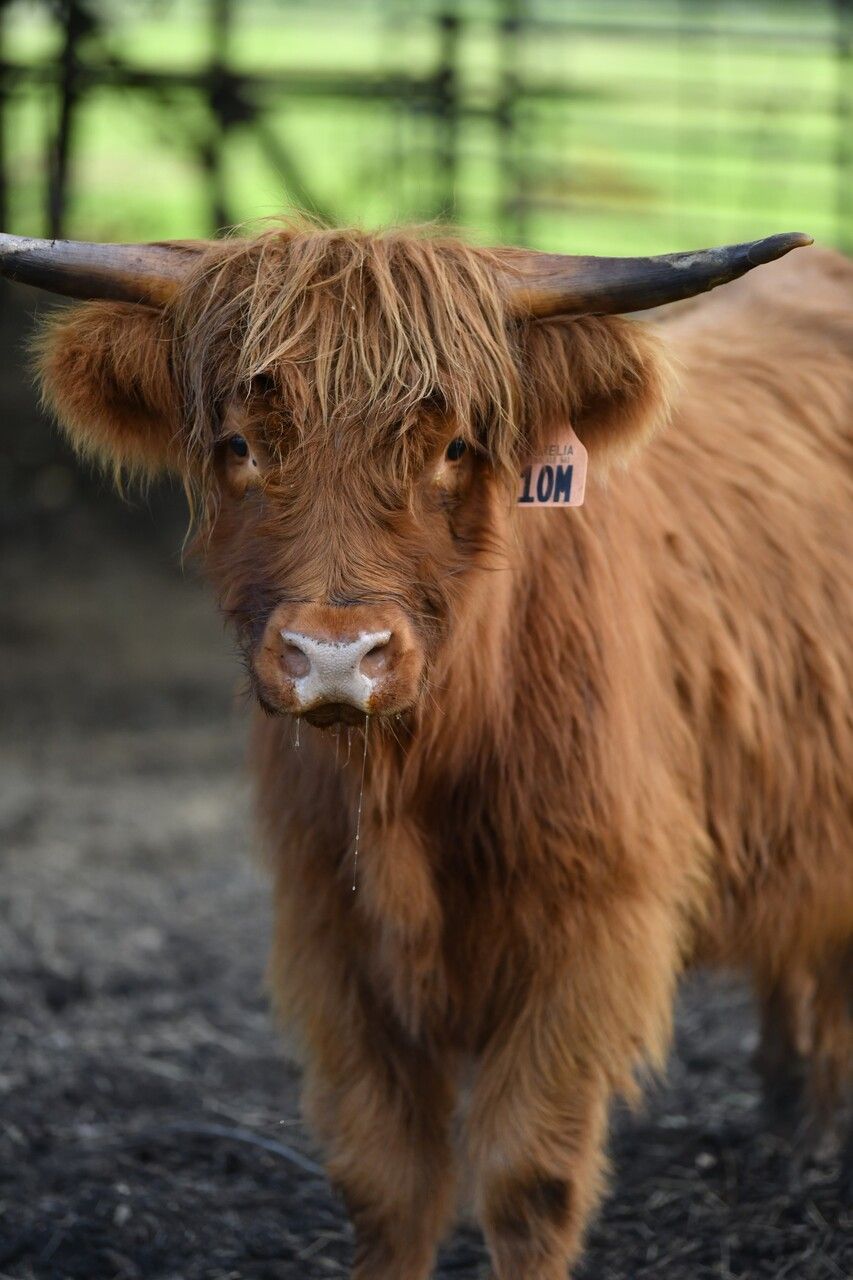 A close up of a brown cow with long horns and a tag on its neck.