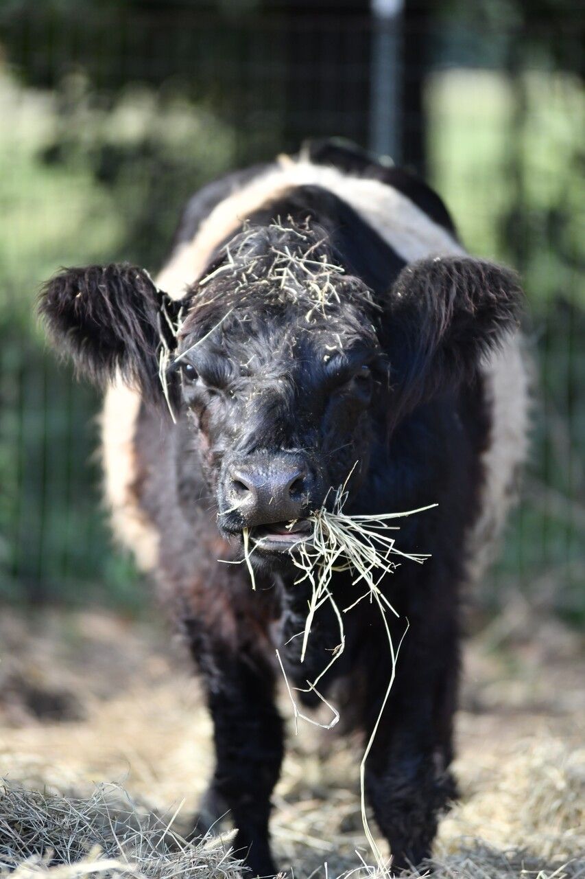 A black and white cow with hay in its mouth