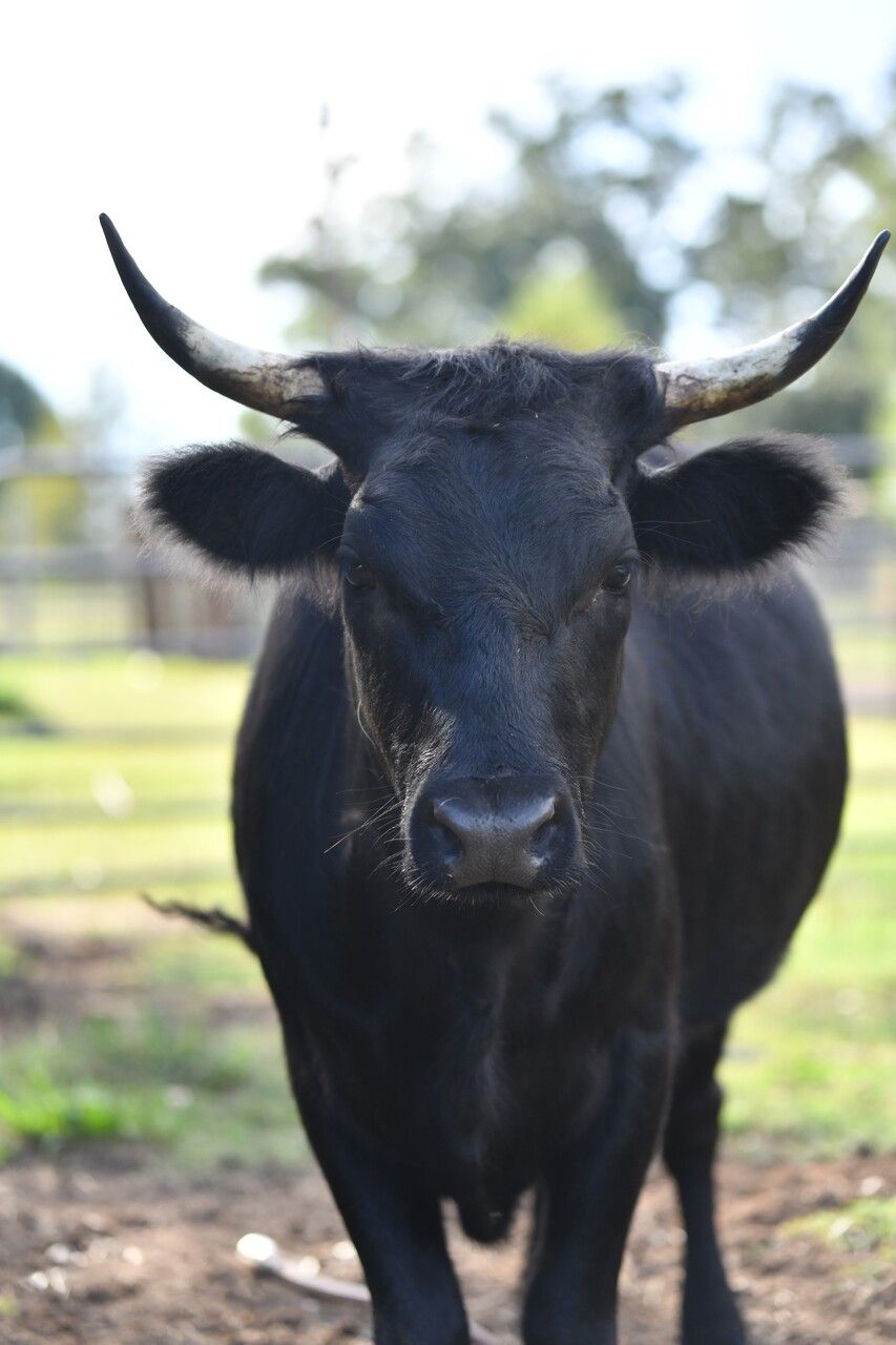 A black bull with long horns is standing in a field looking at the camera.